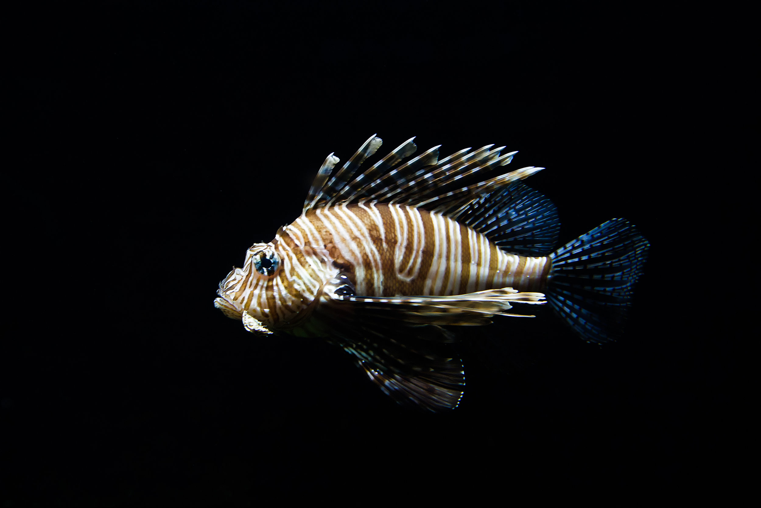 Lionfish, brought to the Caribbean by shipping vessels from the Indo-Pacific, have caused mass extinctions of plant and animal species in the Caribbean region due to being voracious predators, fundamentally altering the ecosystem. Photo credit: Mathijs Vos
