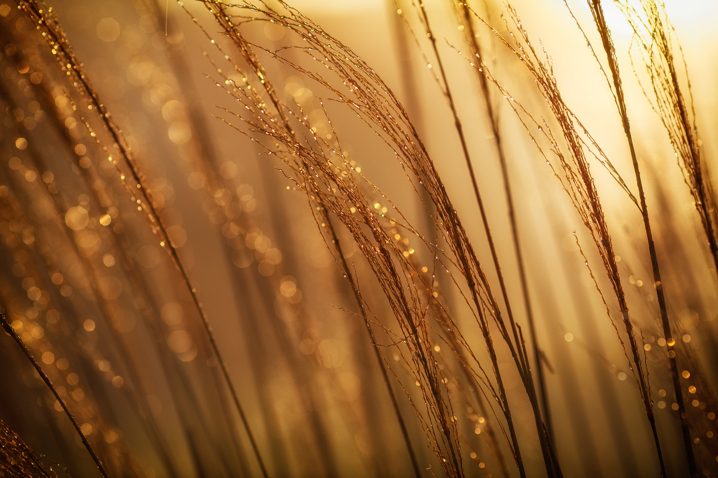 Low-gluten wheat engineered using CRISPR could preserve the taste and texture of wheat products while making them available to gluten-sensitive people. Photo credit: Johnny McClung