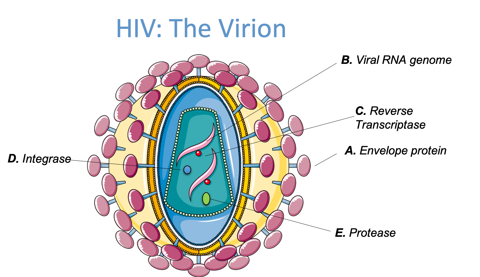 Retroviridae вирус. Схема строения вириона ВИЧ. Строение вириона. Структура вириона.