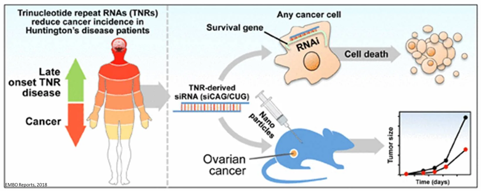 As another example of disease and adaptation, patients with Huntington’s disease have been shown to be 80% less likely to get cancer than patients that do not suffer from the disease. Credit: EMBO Reports