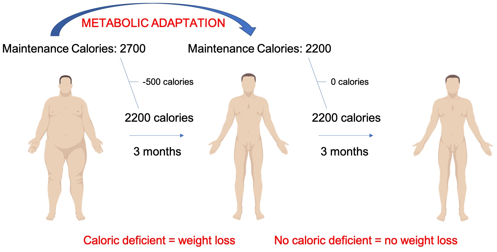 Metabolic+Adaptation+2.jpg