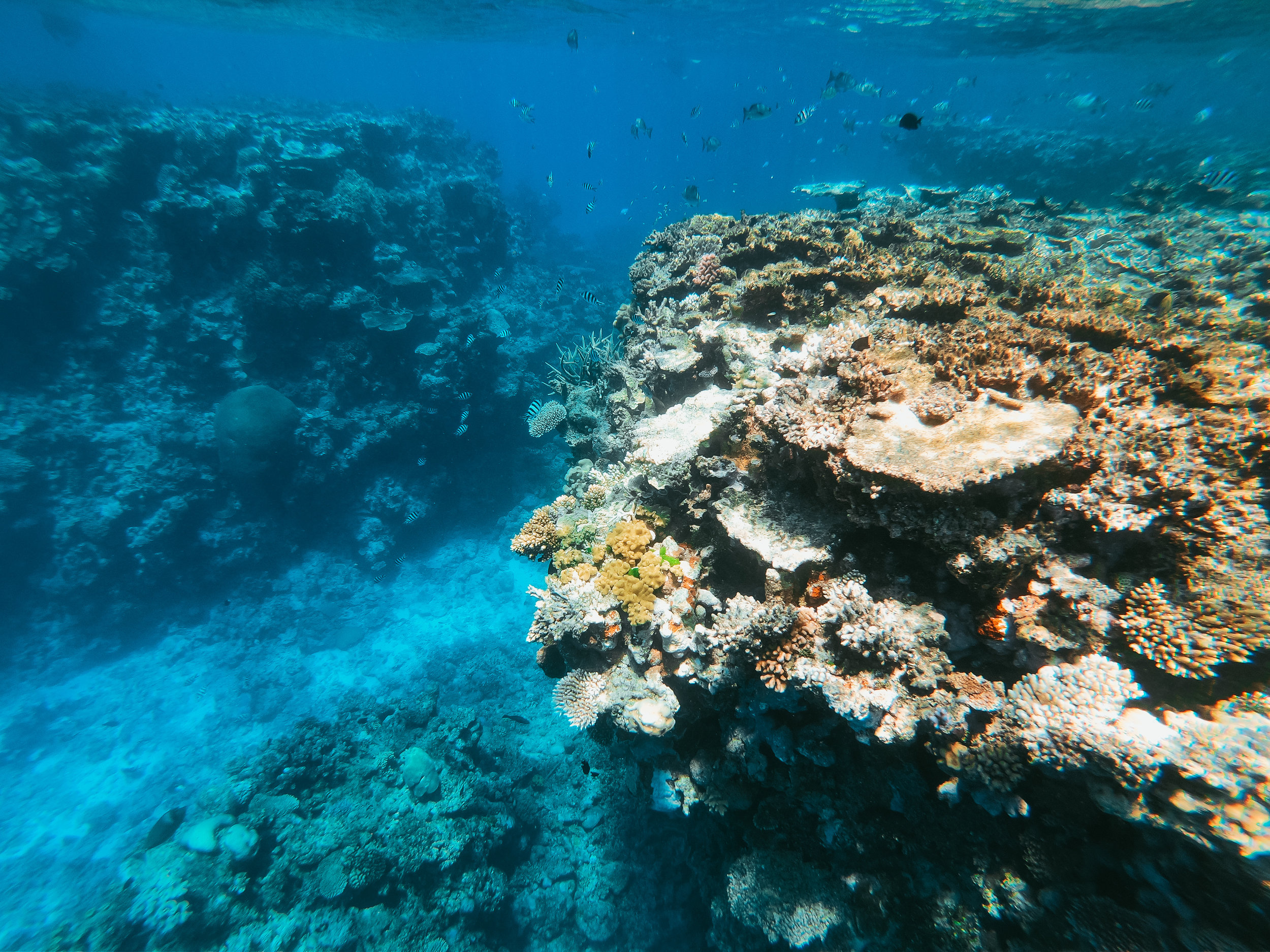 The bacteria associated with a coral reef are critical to keeping the whole environment healthy. However, small changes can turn a healthy community of bacteria into a damaging one, and fast. Photo credit: Fezbot