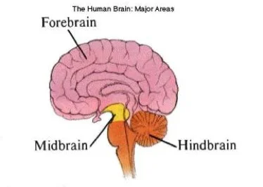 The three major divisions of the brain, the forebrain in bubble gum pink, the midbrain in lemon yellow, and the hindbrain in fire orange.