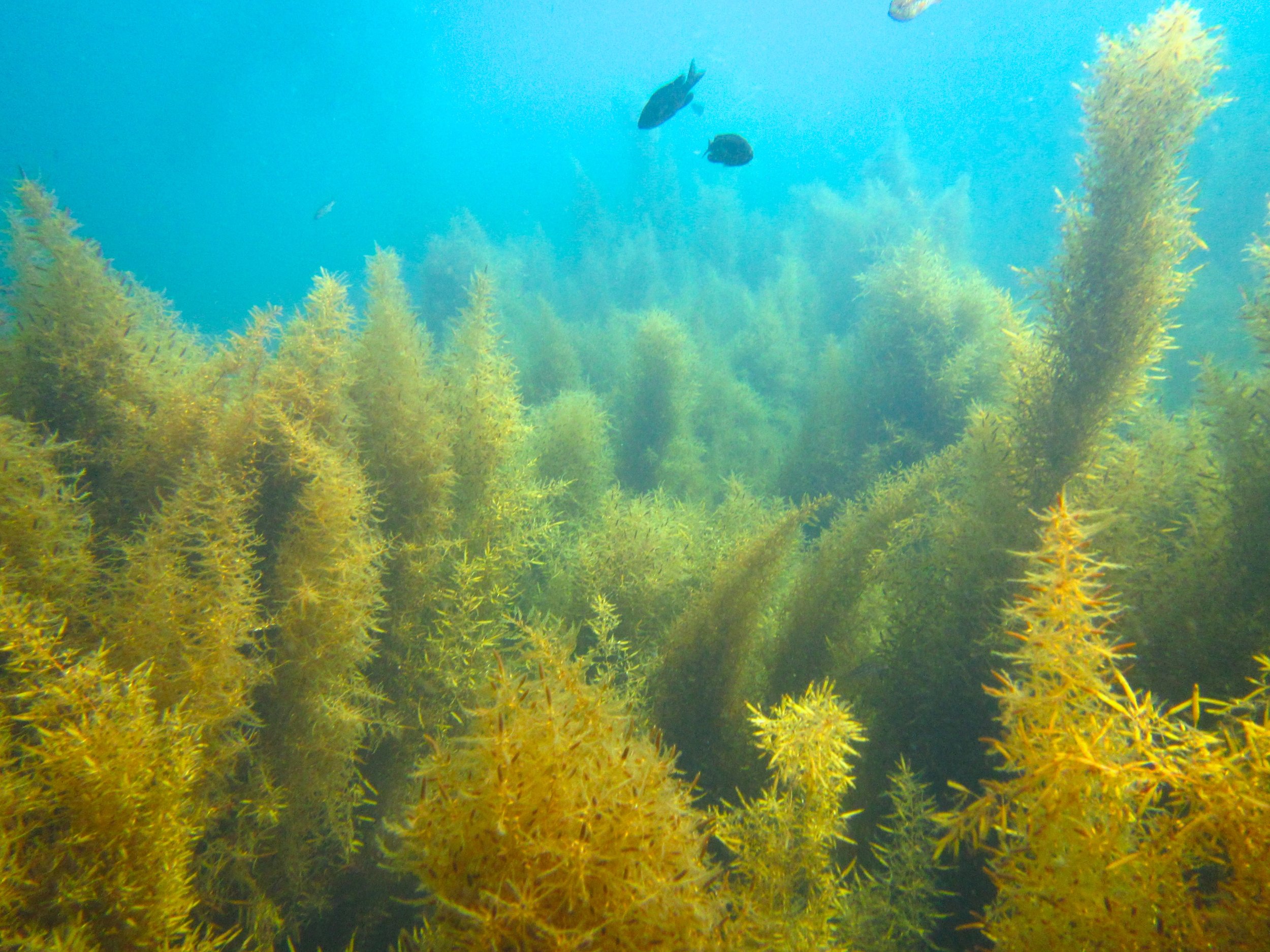 A Sargassum dominated site. Photo credit: Jason Baer