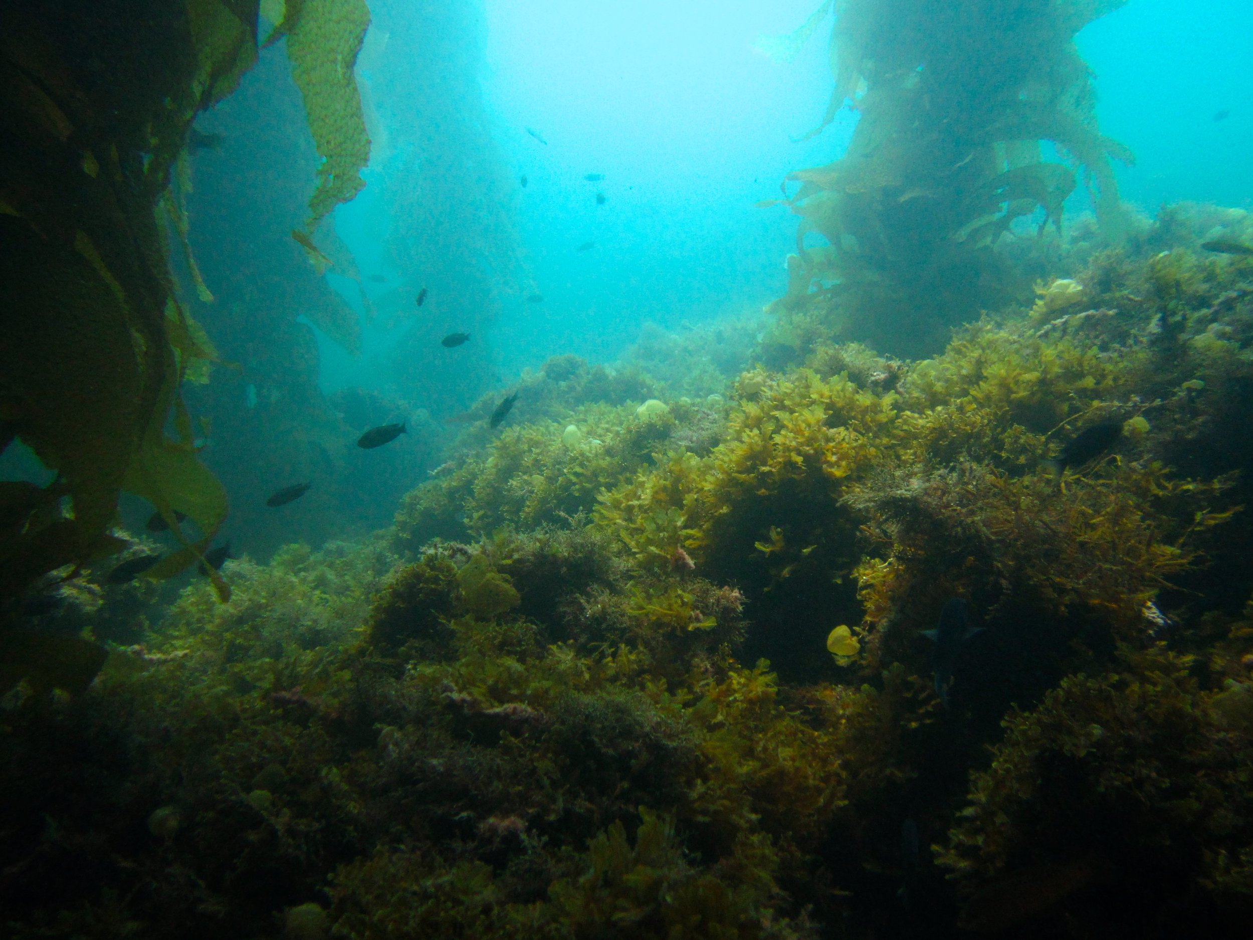 In a healthy kelp forest, the seafloor is kept relatively clear of algae that compete with kelp by grazers, such as urchins. Photo credit: Laís Lima