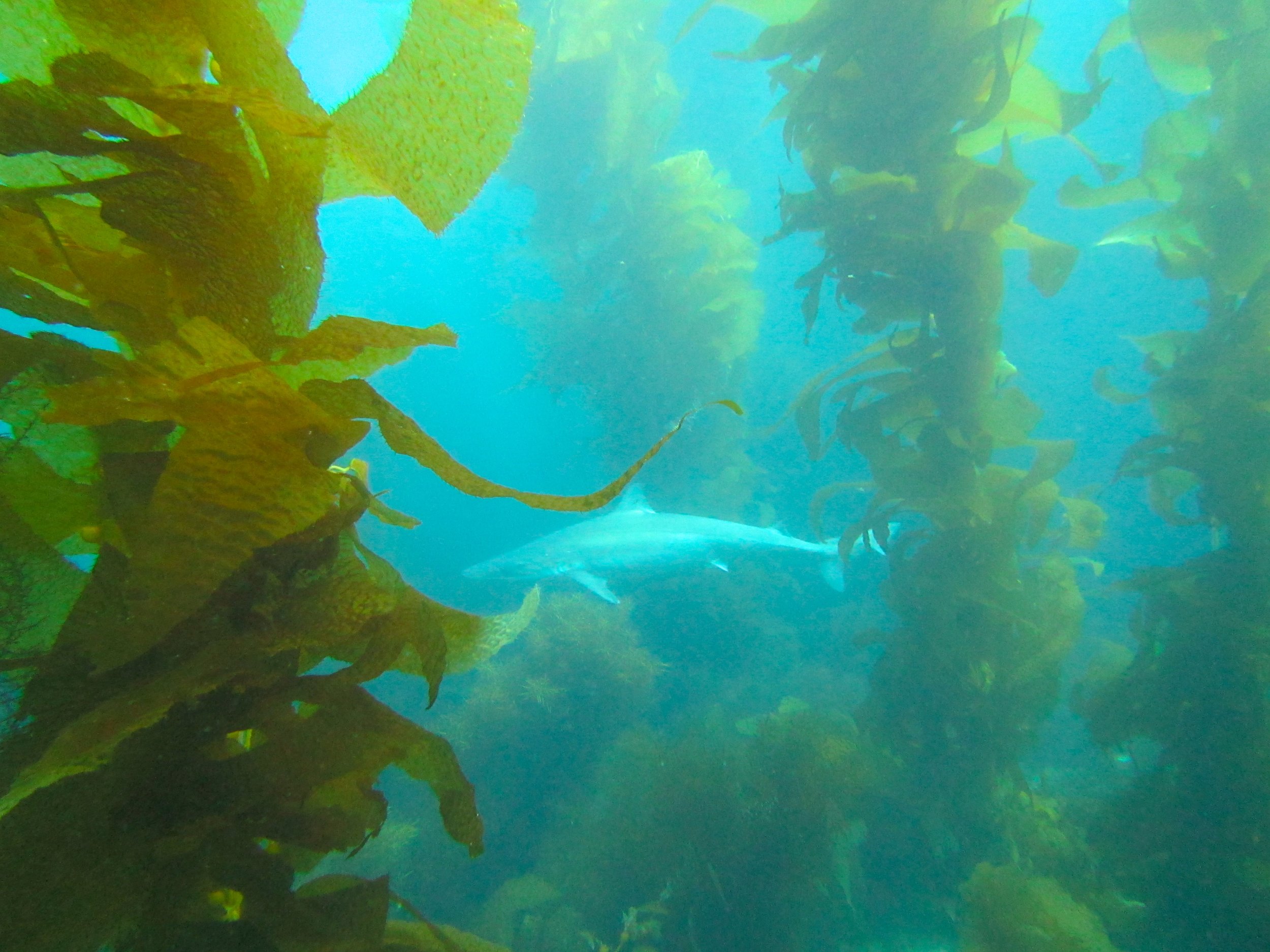 A curious schooling shark, commonly known as soupfin sharks, circled us as we worked. Photo credit: Jason Baer