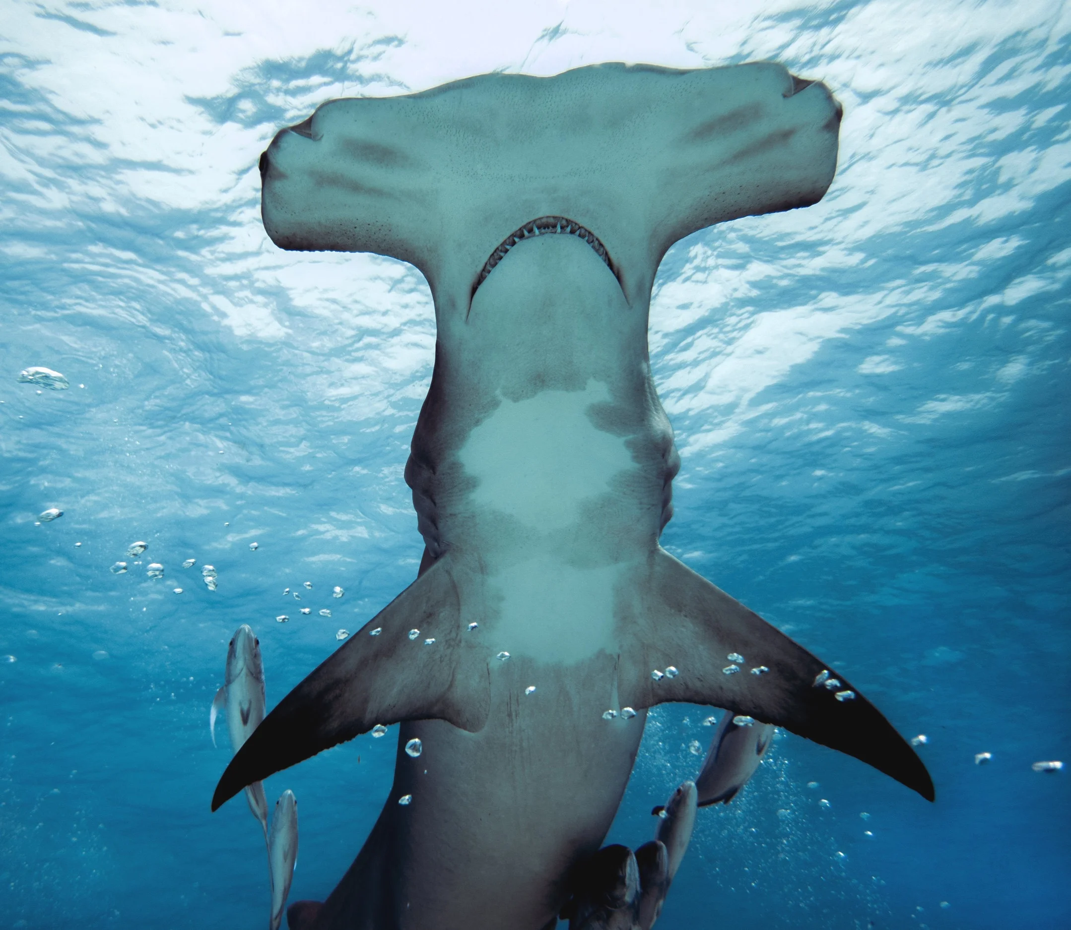 Hammer Time Diving with Great Hammerhead Sharks in Bimini — PassioInventa