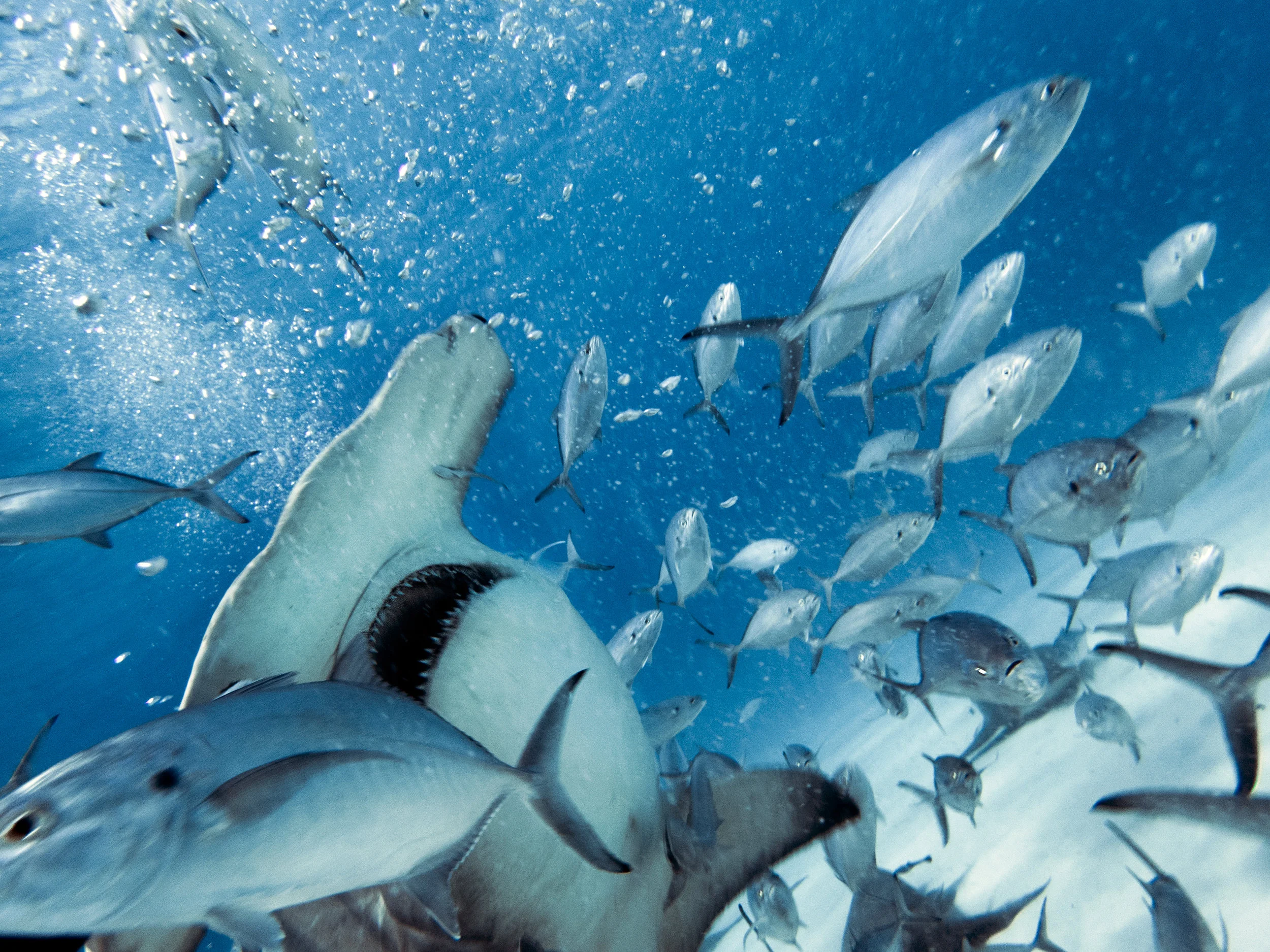 jaws_fish.jpg