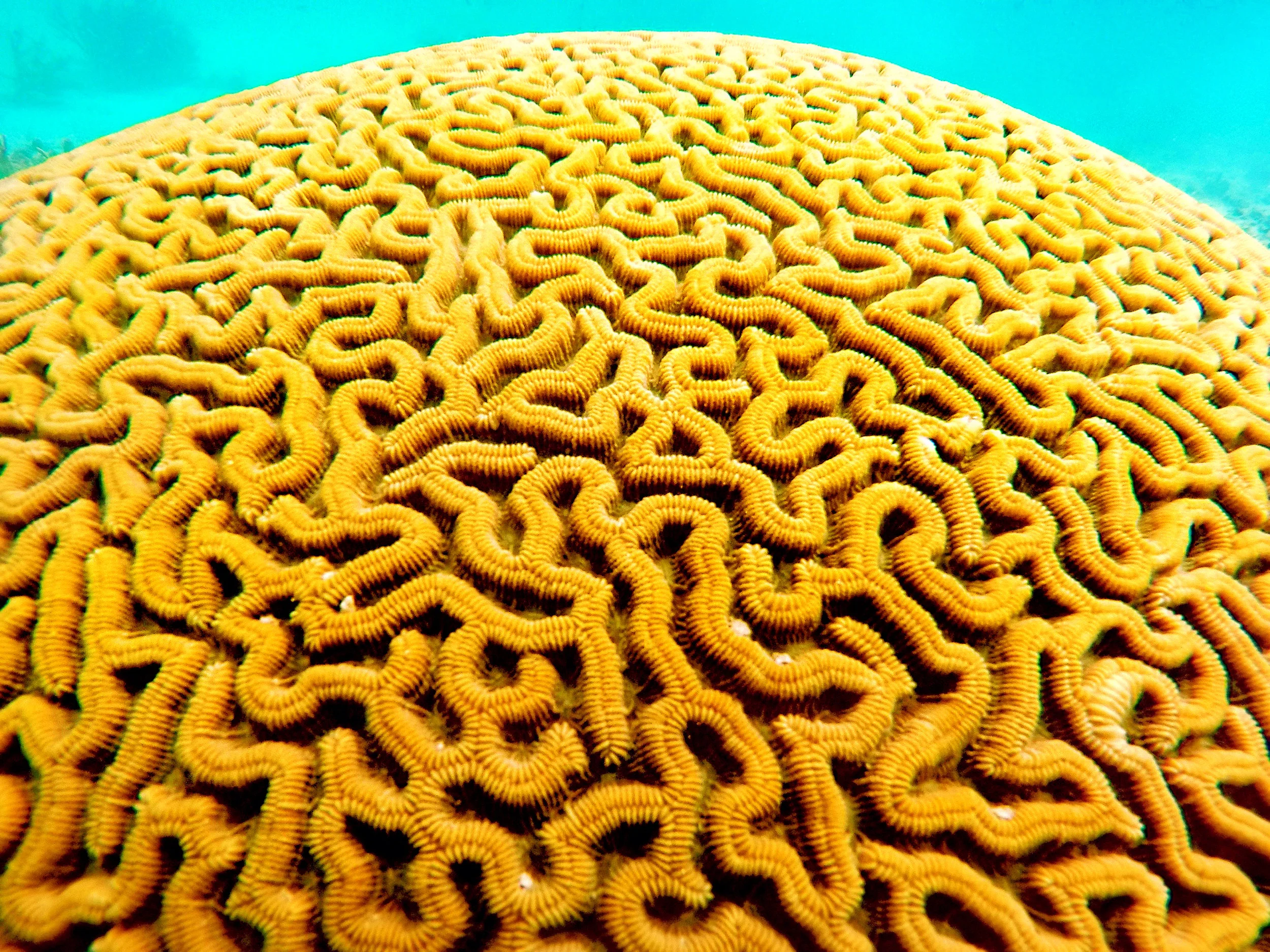 Boulder brain coral ( Colpophyllia natans ).