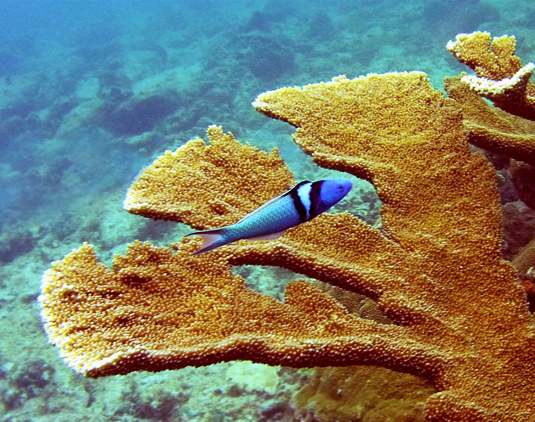 A bluehead wrasse ( Thalassoma bifasciatum ) seeks shelter amidst the branches of an elkhorn coral ( Acropora palmata ) colony.