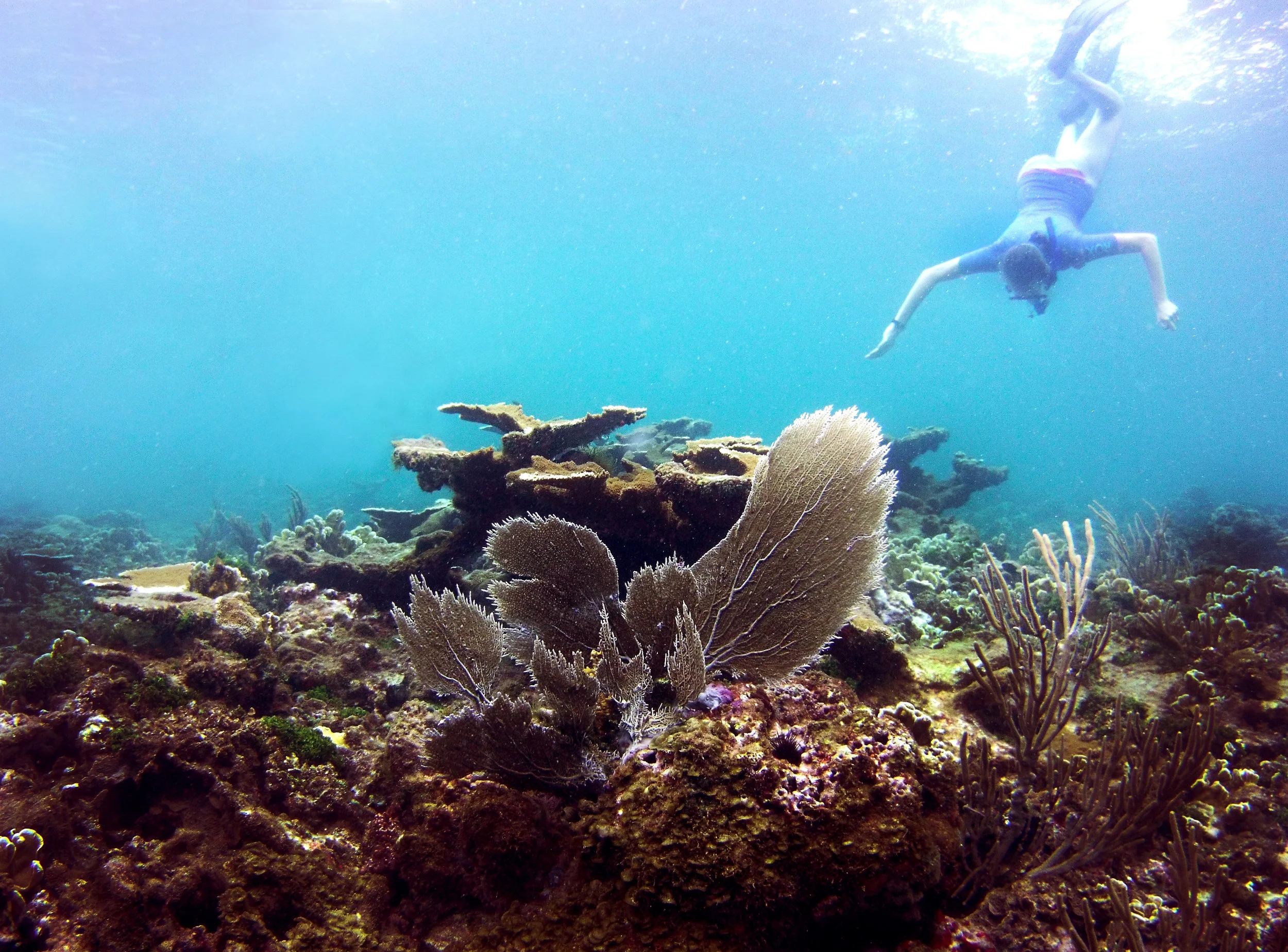 A snorkeler dives down to get a better view of the reef.