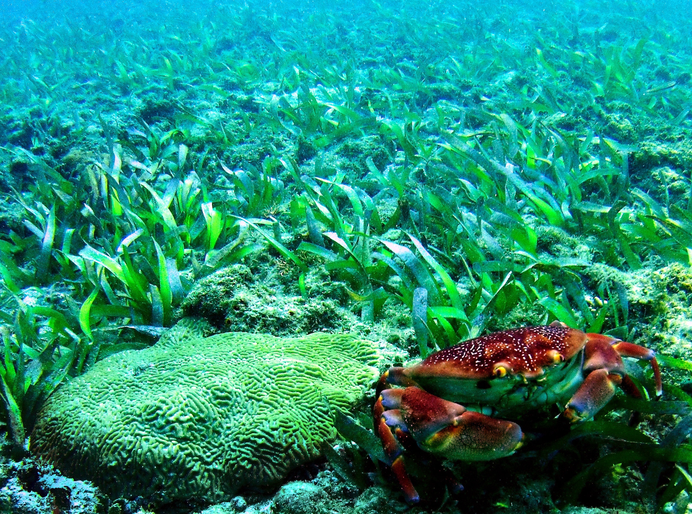 A batwing coral crab ( Carpilius corallinus ) stands beside a colony of knobby brain coral ( Pseudodiploria clivosa ) amidst a seagrass bed.