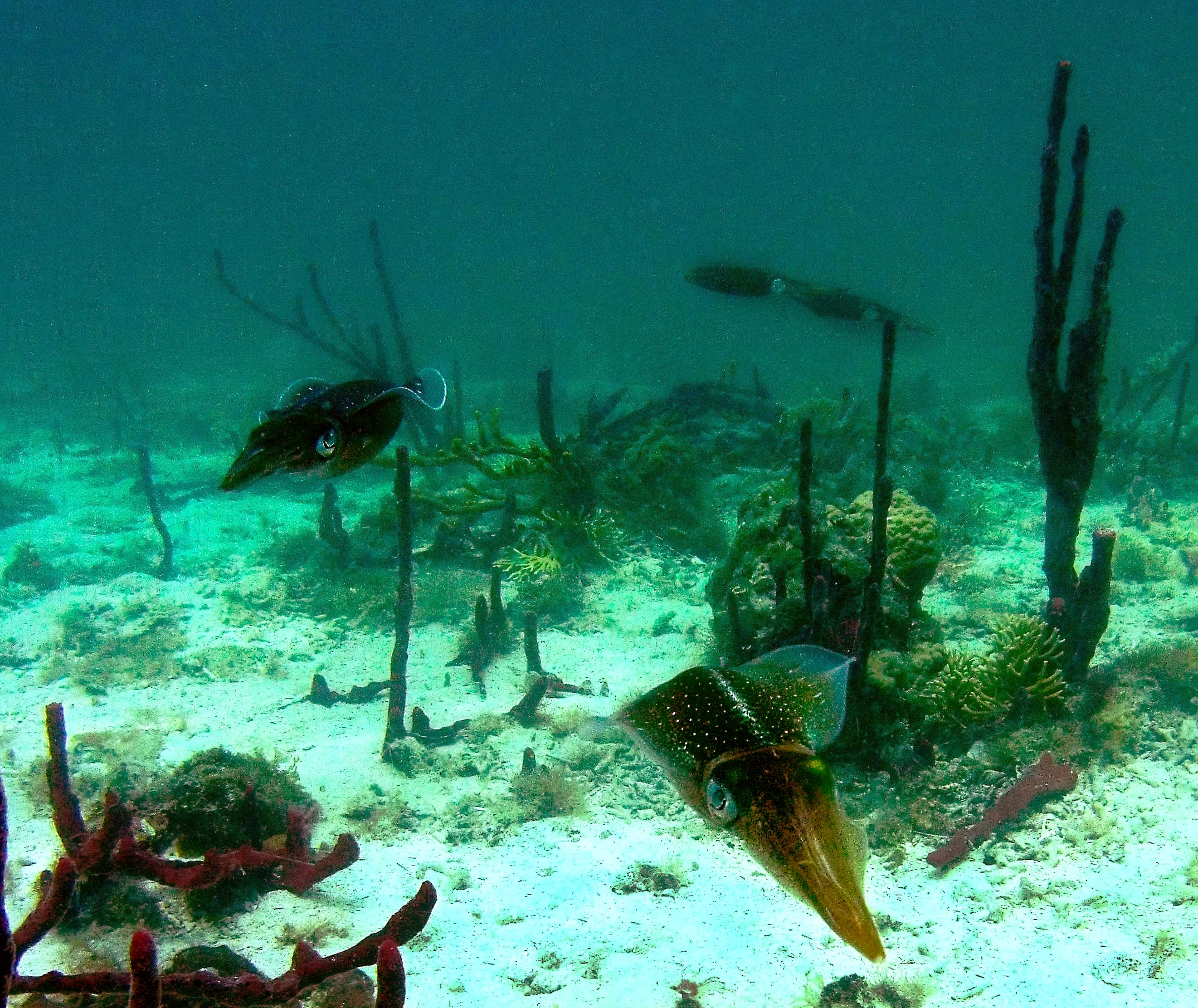 A school of Caribbean reef squid ( Sepioteuthis sepioidea )