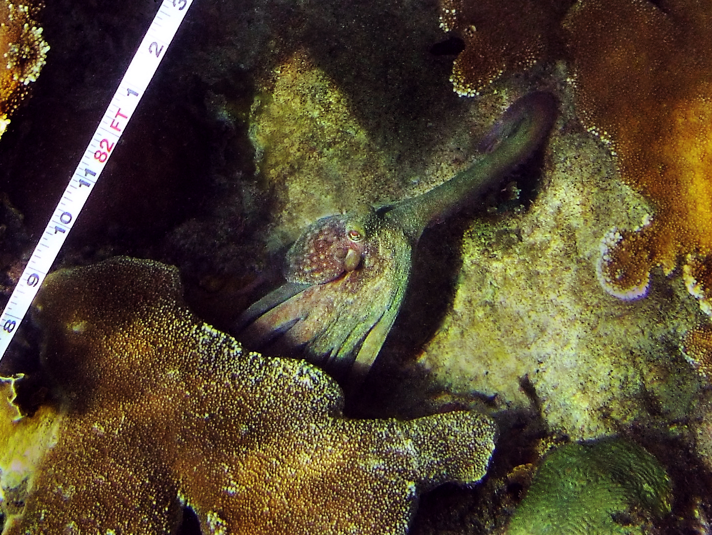 An octopus crawls beneath colonies of elkhorn coral ( Acropora palmata )