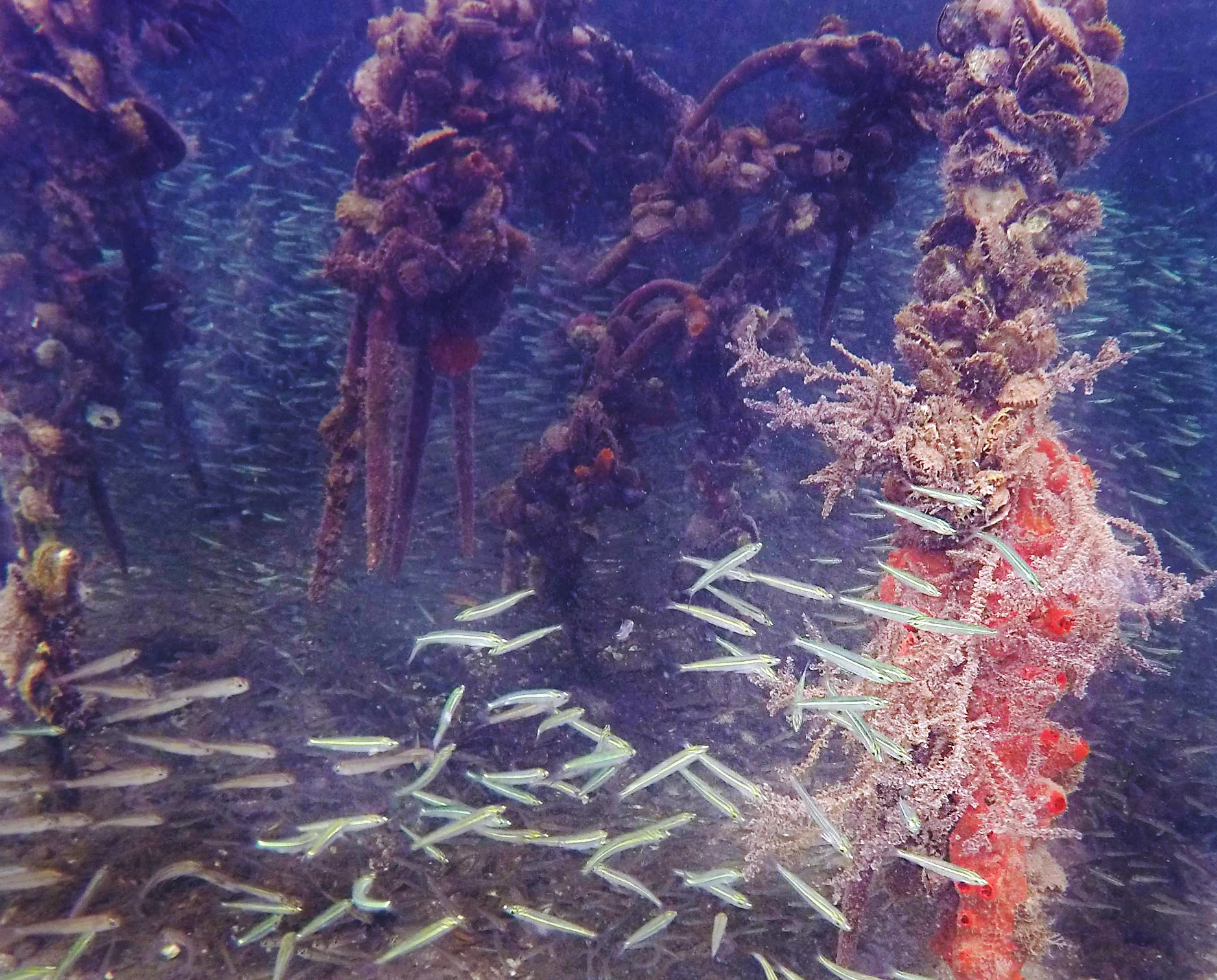 Mangrove roots are nurseries for a vast array of juvenile fish..