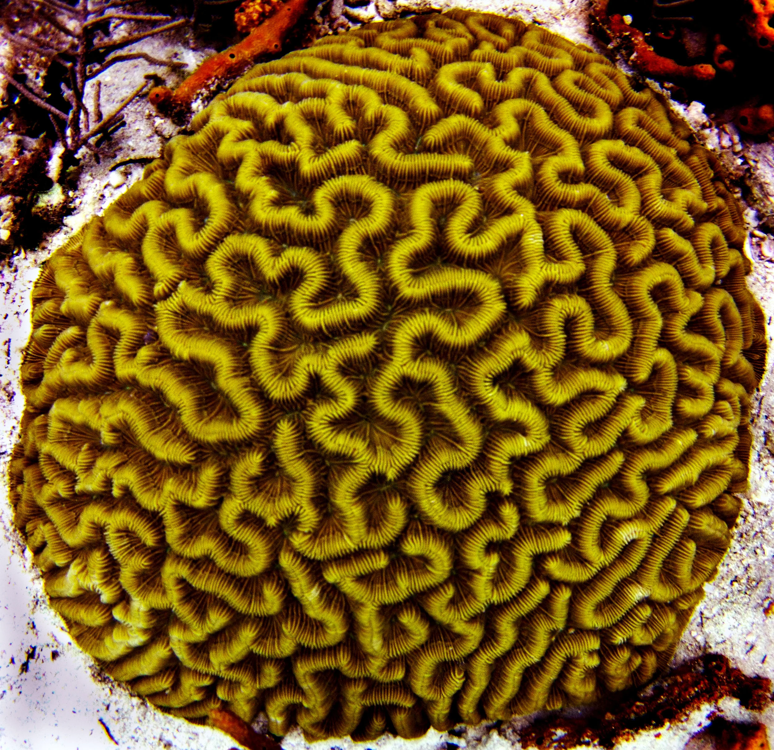 Colpophyllia natans, also known as the boulder brain coral.