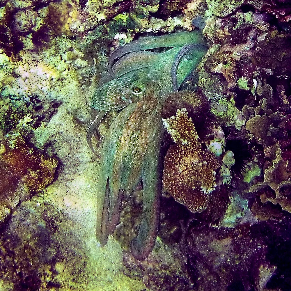An octopus camouflages while crawling along the ocean floor.