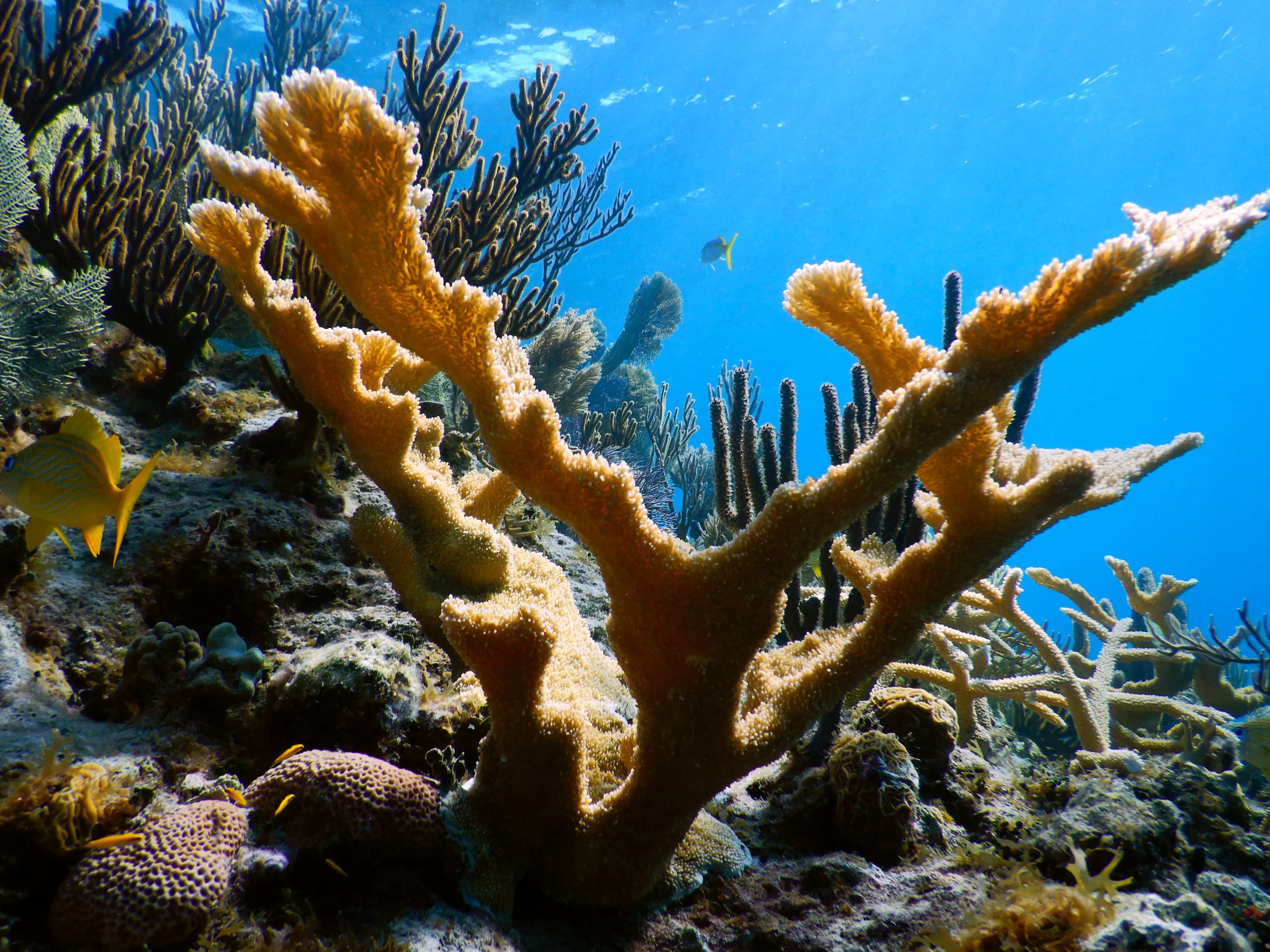Elkhorn coral ( Acropora palmata ) on a reef near Abaco.