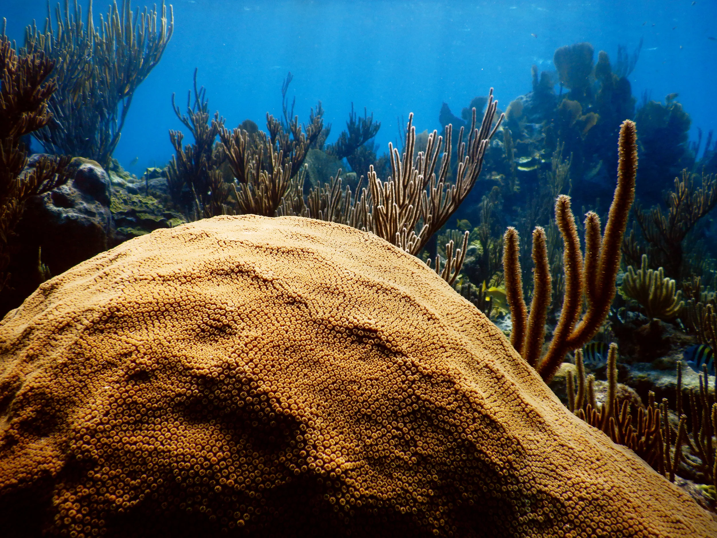 Mountainous star coral ( Orbicella faveolata ) off the coast of Abaco.