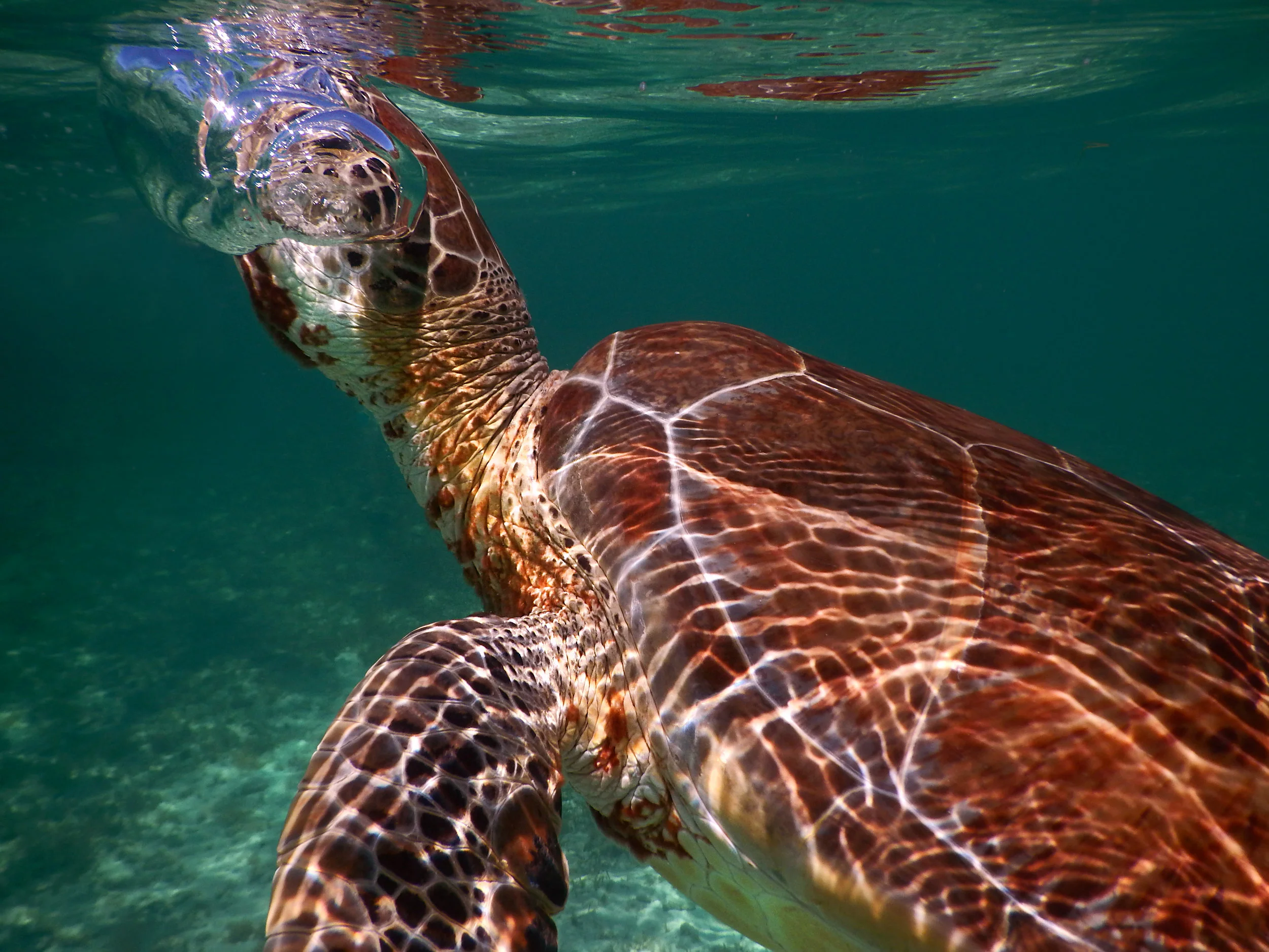 A green sea turtle ( Chelonia mydas ) takes a breath at the surface off the coast of Nasau.