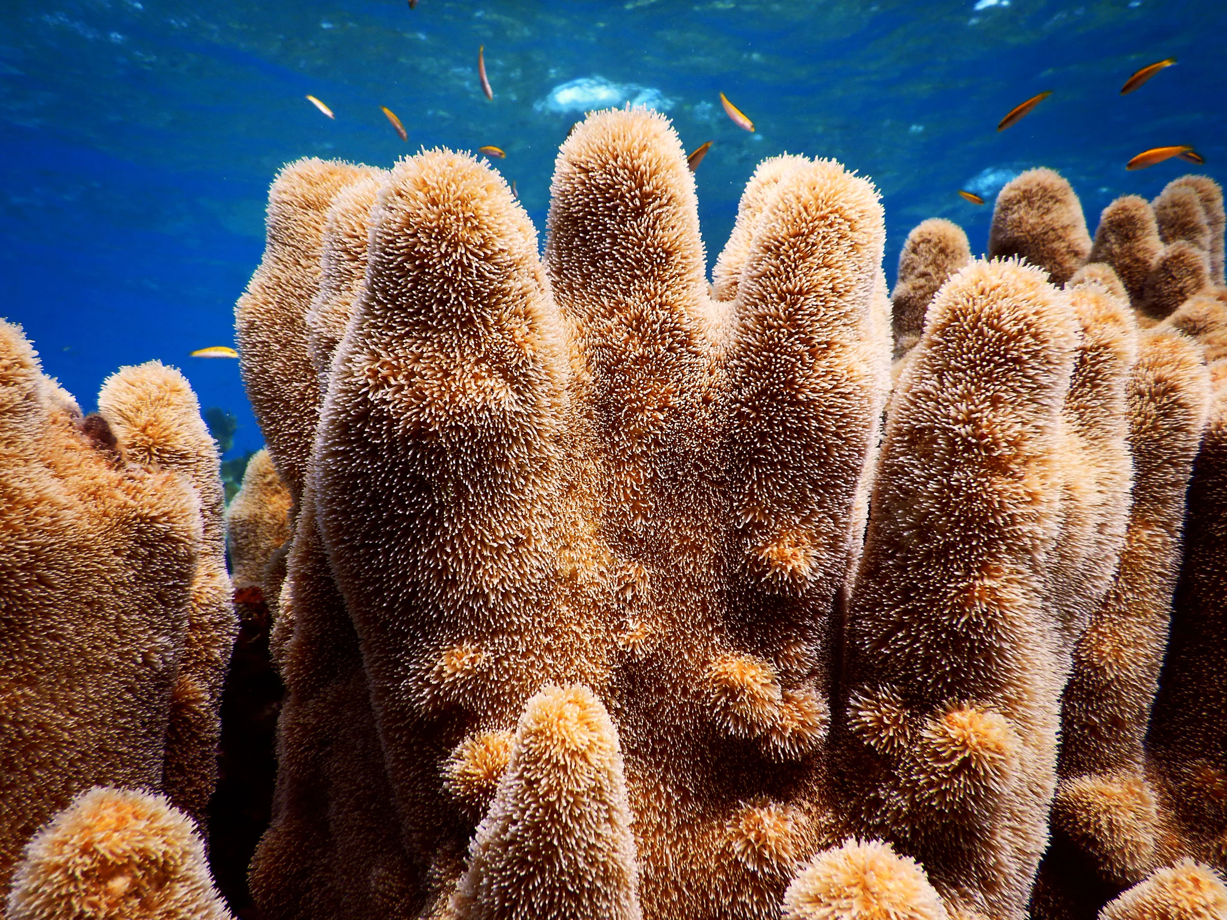 A large pillar coral ( Dendrogyra cylindrus ) colony off Abaco.