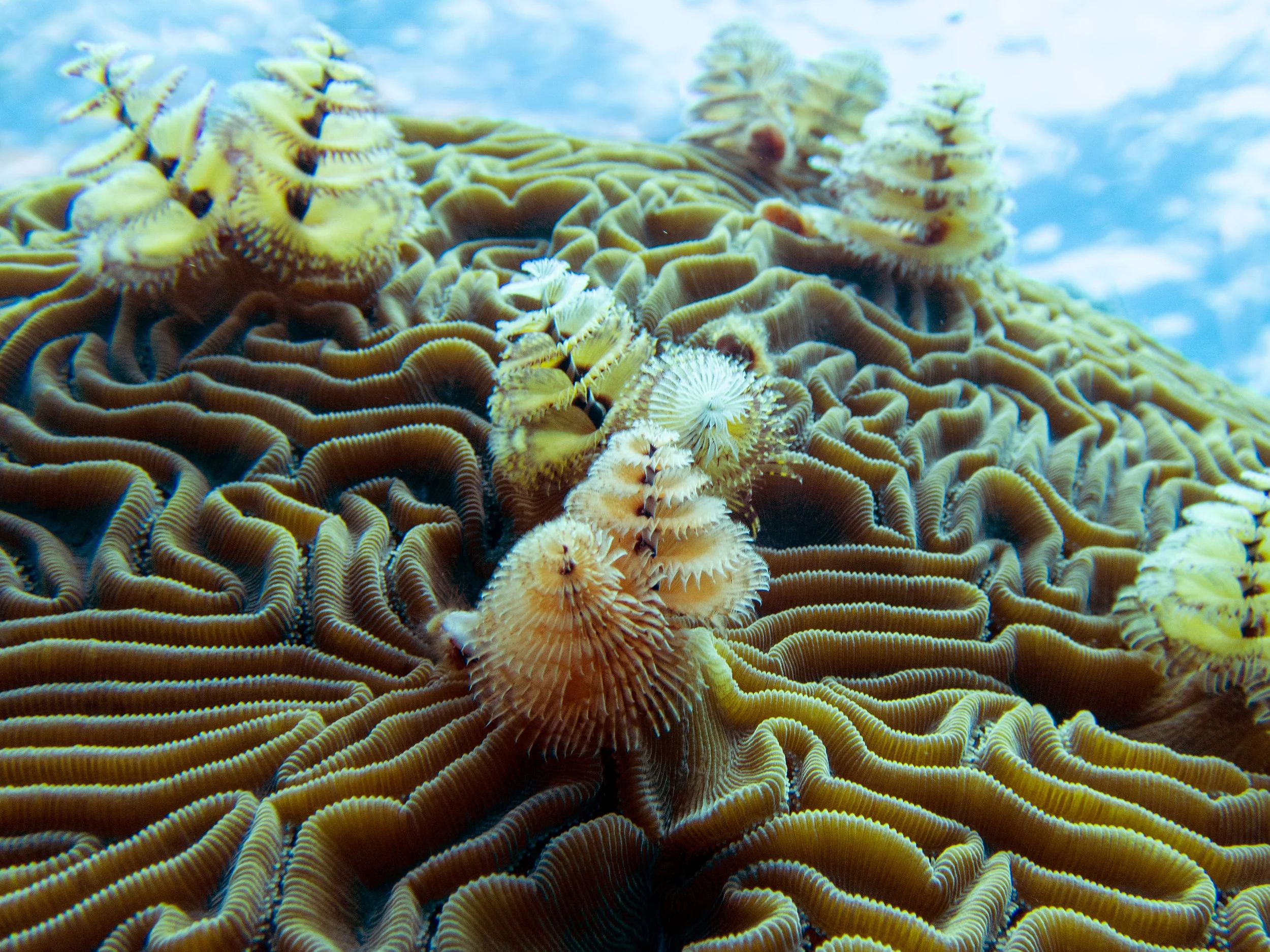 Christmas tree worms ( Spirobranchus giganteus ) make their homes atop a grooved brain coral ( Diploria labyrinthiformis ) near Eleuthera.