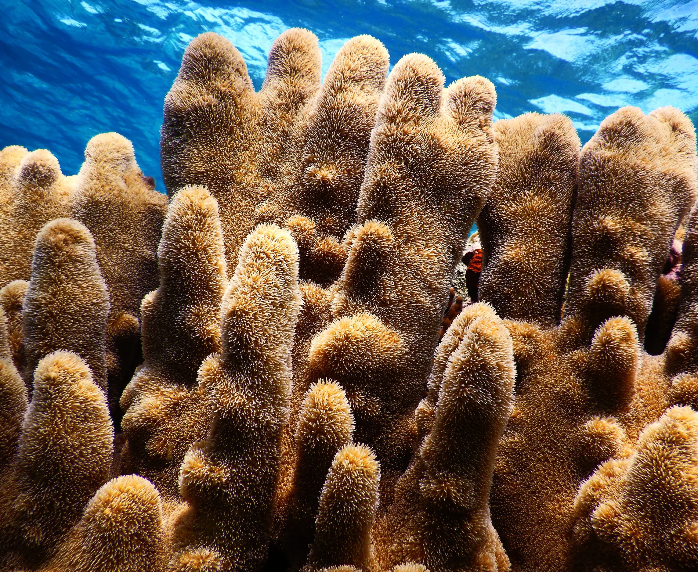 A large pillar coral ( Dendrogyra cylindrus ) colony near Abaco.