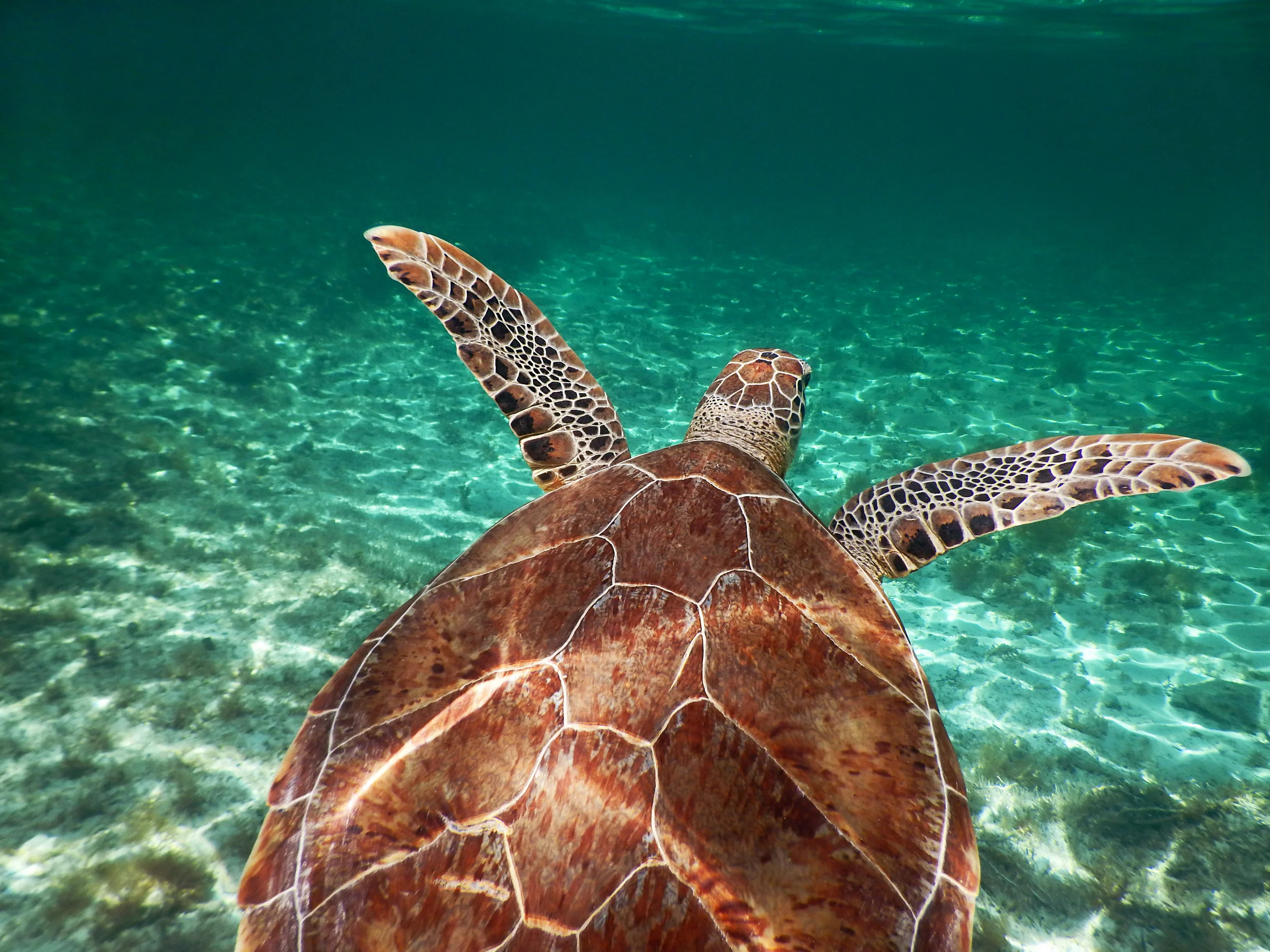 A green sea turtle ( Chelonia mydas ) off the coast of Nassau.
