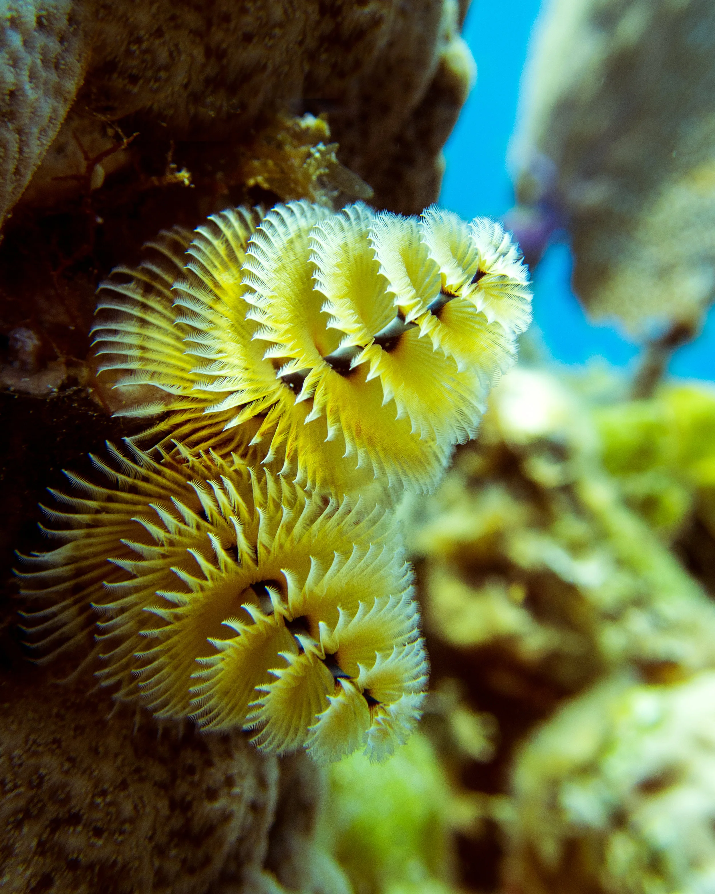 A Christmas tree worm ( Spirobranchus giganteus ) near Eleuthera.