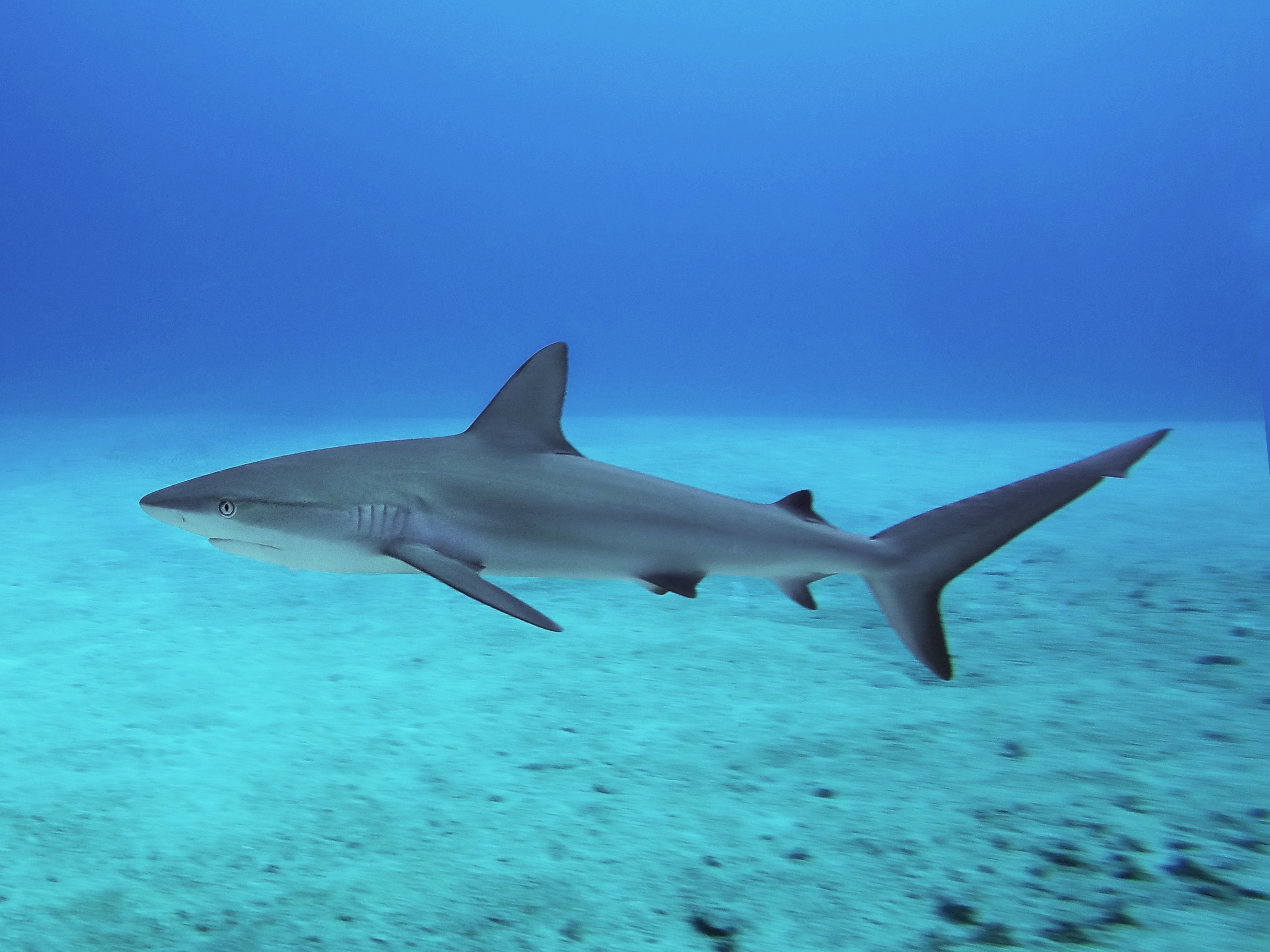 Caribbean reef shark ( Carcharhinus perezii ) off the coast of Nassau.