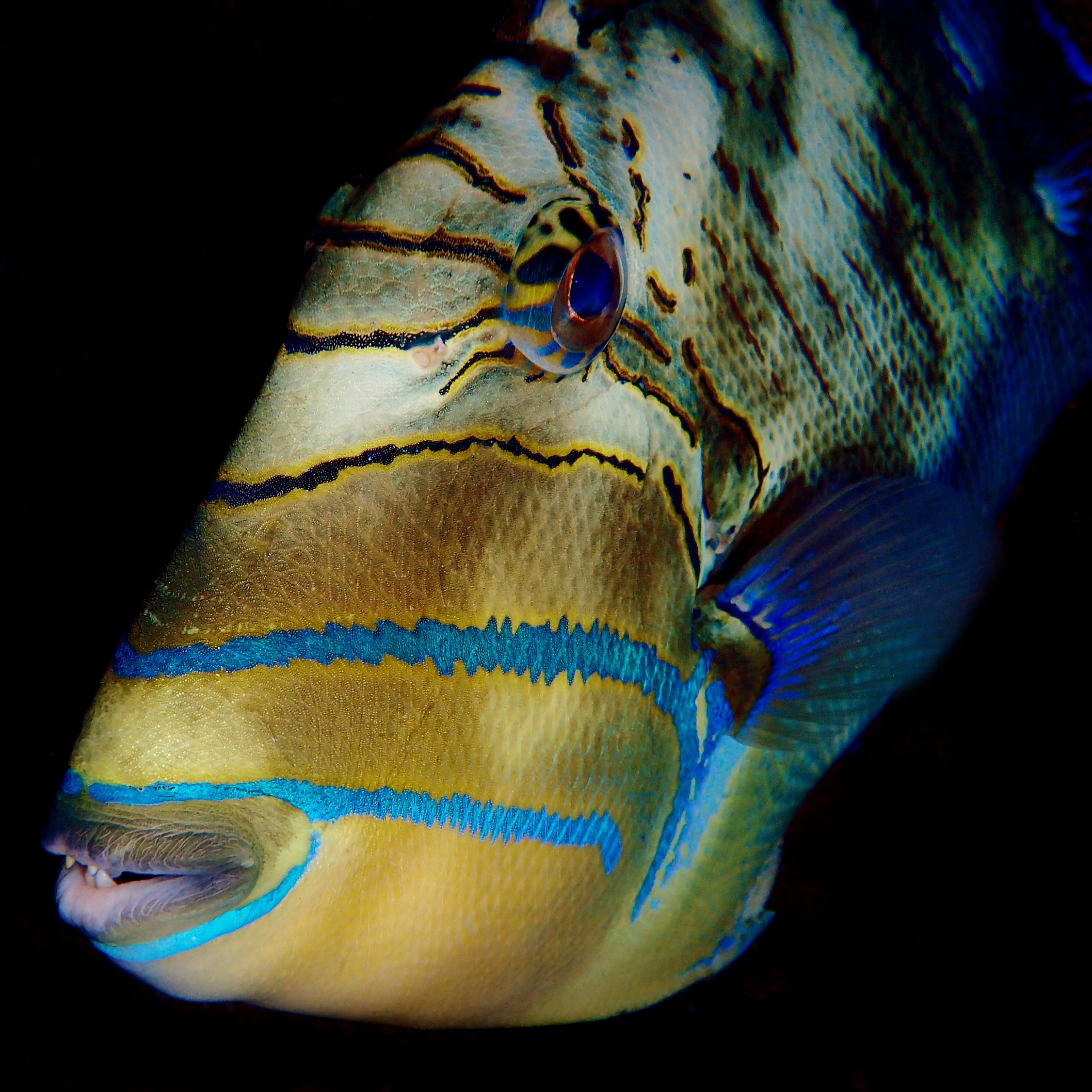 A queen triggerfish ( Balistes vetula ).