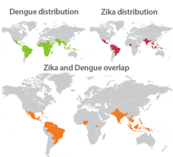 World map showing specific and overlapping distribution patterns of Zika and another similar flavivirus, Dengue. Credit: Medical Press