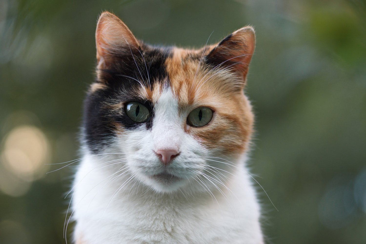 Calico Cat With Green Eyes