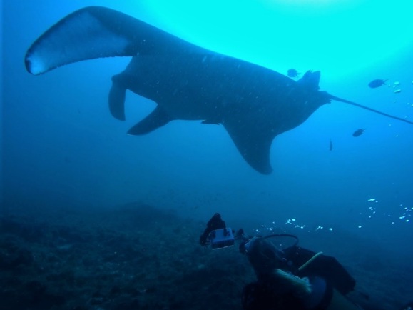 Collecting images of the belly spot patterning for population data and video for behavioral research. Photo credit: Guillaume Dupuy