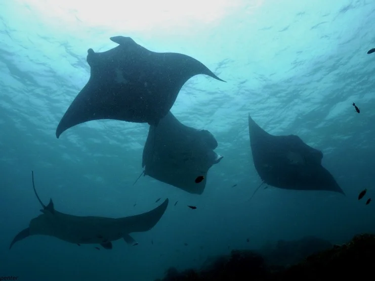 Manta rays visit cleaning stations together as a social activity. Photo credit: Michelle Carpenter