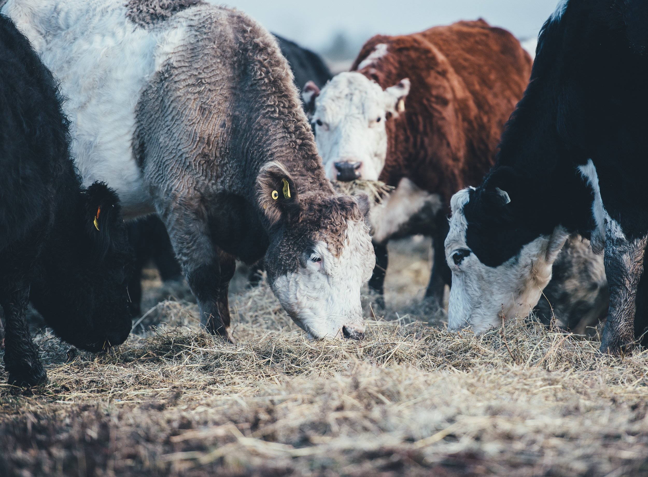 Antibiotics used in livestock feed may be doing more harm than good. Photo credit: Annie Spratt