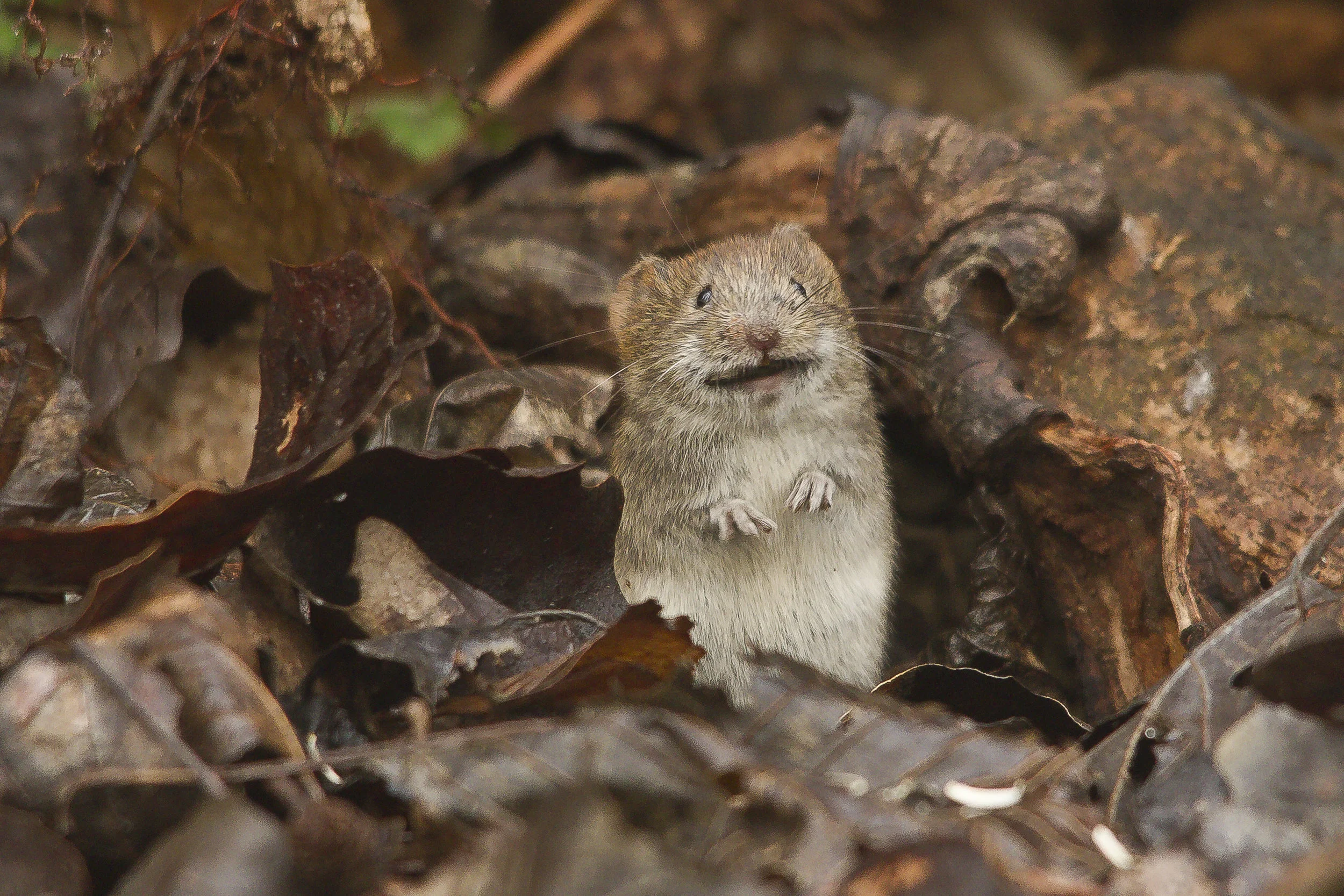 While cute and extremely useful in research, the mouse brain does not compare perfectly to our own. Photo credit: Giuseppe Martini