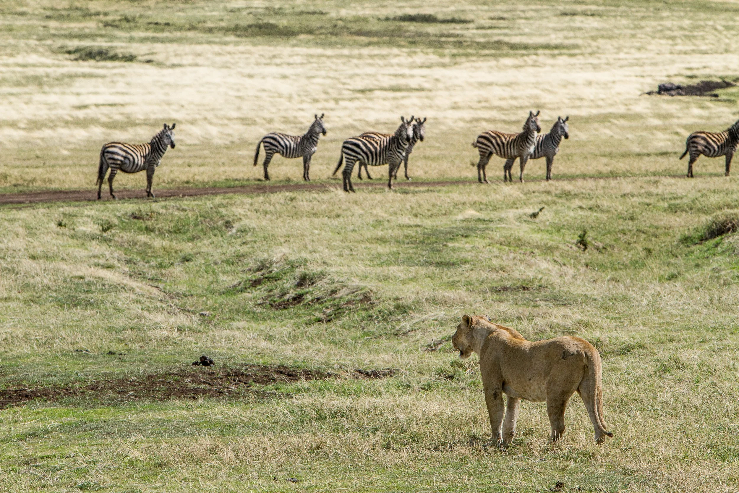 The way viruses go about hunting their prey is eerily similar to how macro-scale predators do: by minimizing the energy used to hunt, and using strategy. Photo credit: Avel Chuklanov
