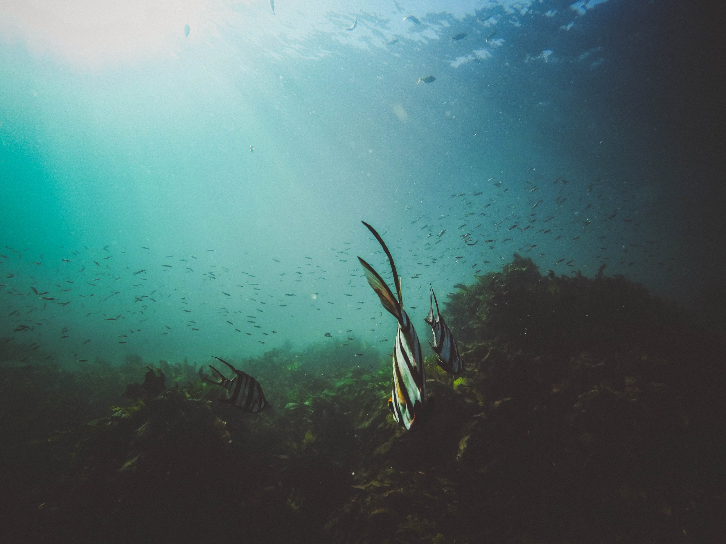 Changing microbial community dynamics on reefs are likely one of the driving forces behind global coral reef degradation. Photo credit: Jeremy Bishop