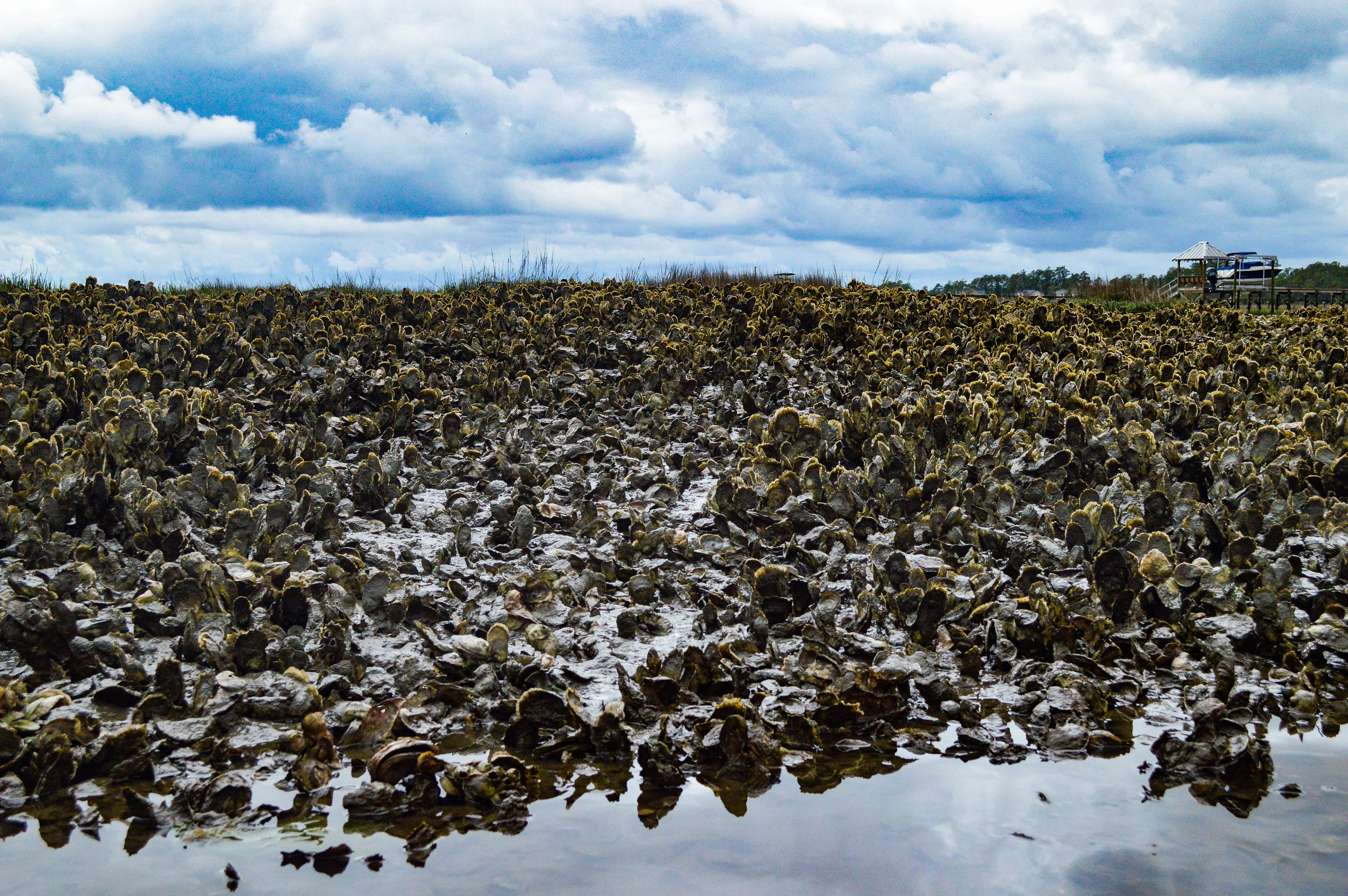Oysters provide a critical ecosystem service to watersheds by ‘filtering’ out contaminants and pollutants from the water.