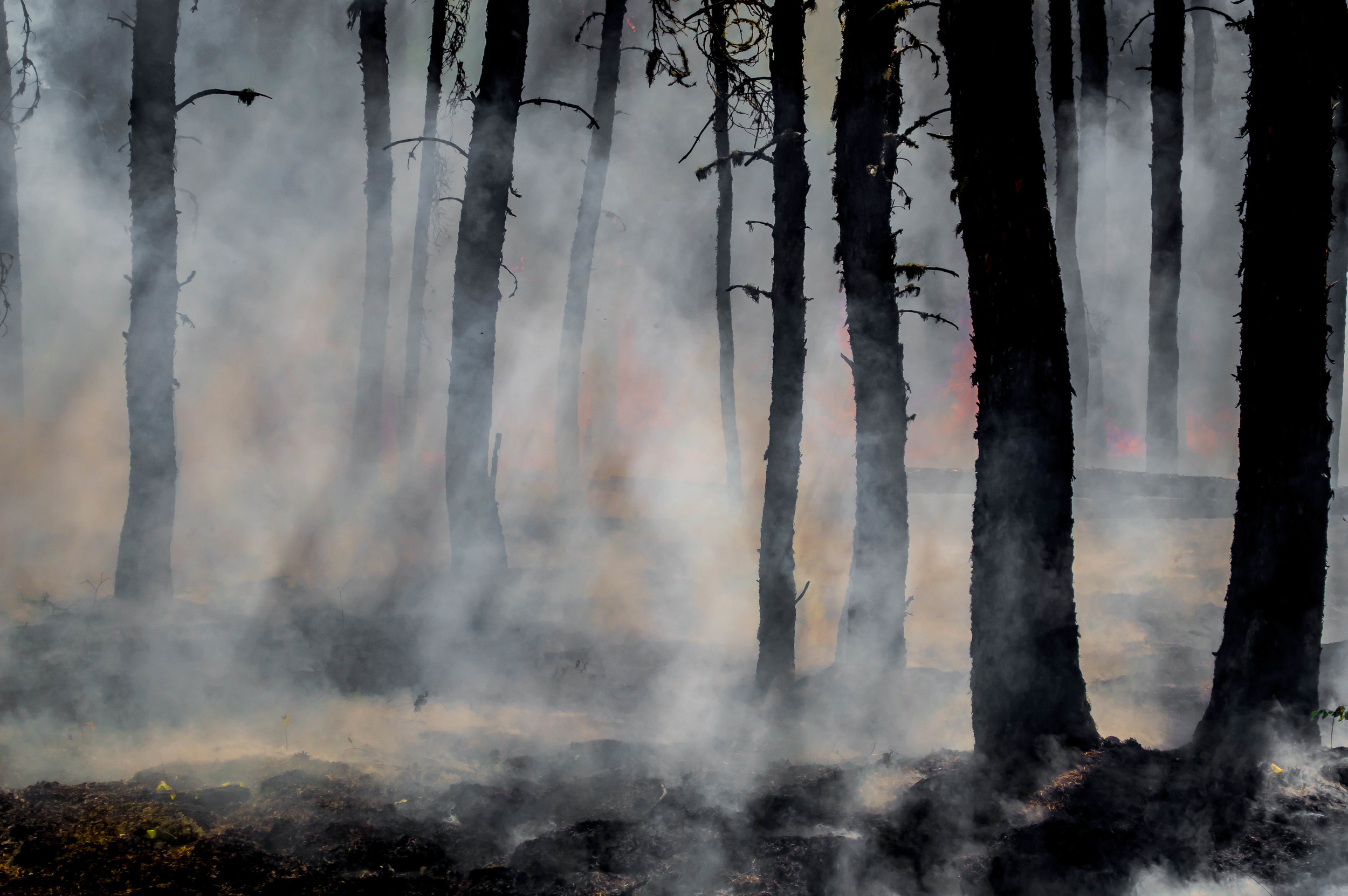 Prescribed burns of forests have been used for centuries to manage and restore environments.