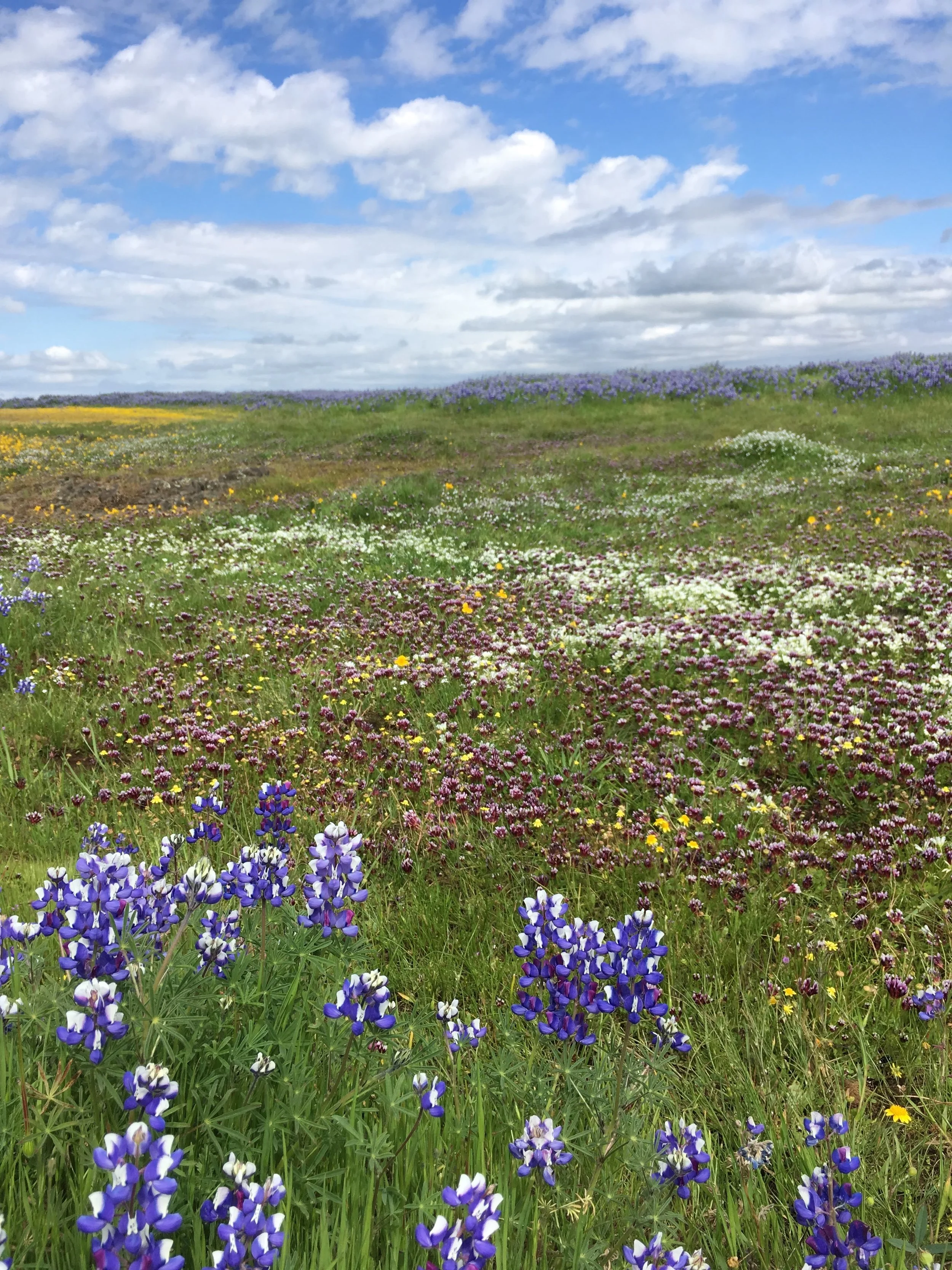 North Table Mountain, CA, April 2019. The super bloom draws thousands of visitors and boasts some of the highest plant diversity in California grasslands. Restoration ecology is about conserving these landscapes and creating more of them.