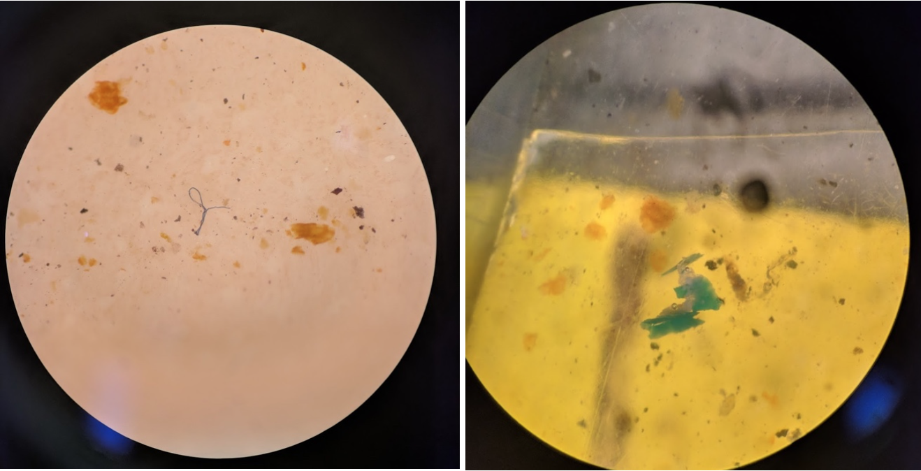 Microplastics come in many shapes and sizes: a blue micro fiber on the left, and a plastic pellet on the right from samples taken in Bodega Marine Reserve. All photo credits: Alisha Saley