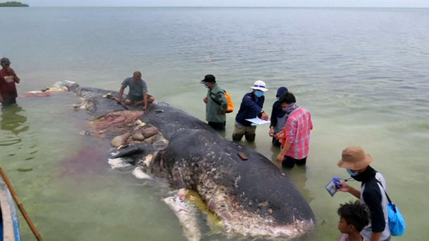Sperm whale found dead in Indonesia with plastics in its stomach. Photo credit: Reuters