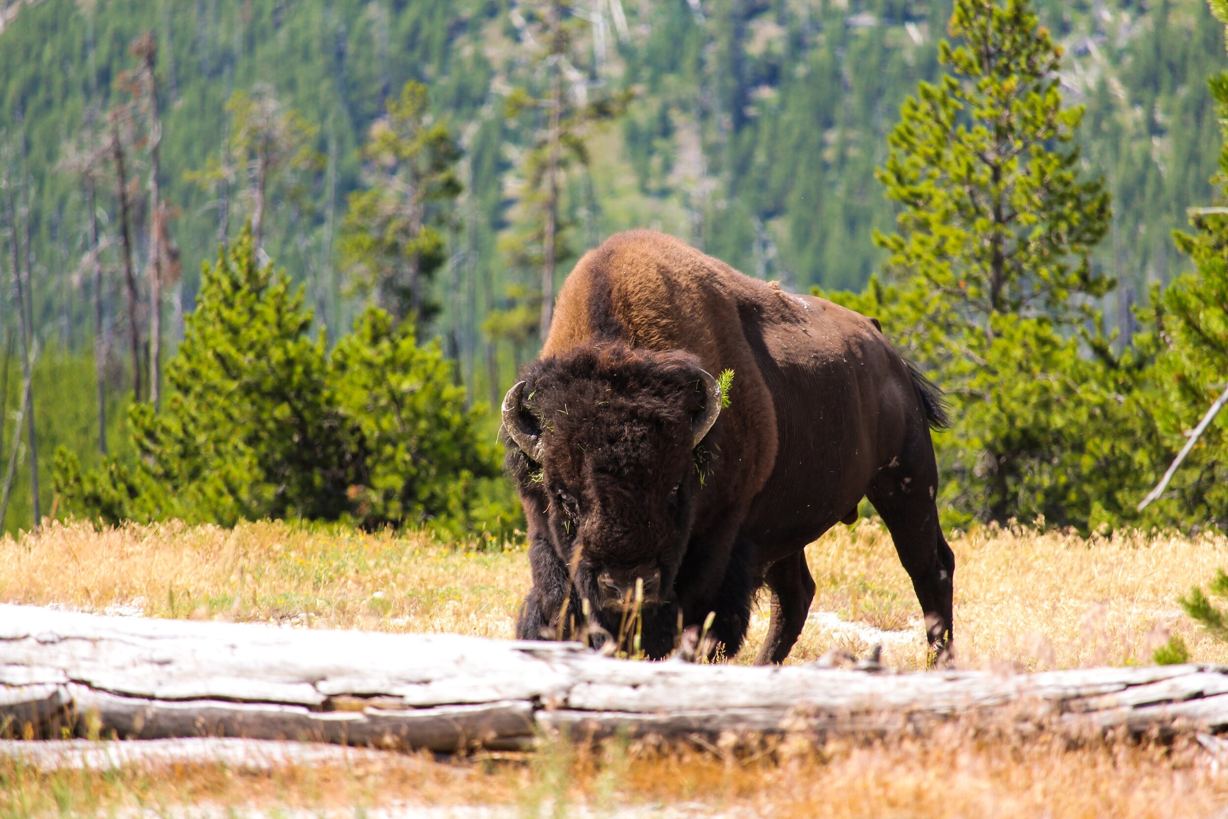 Yellowstone National Park