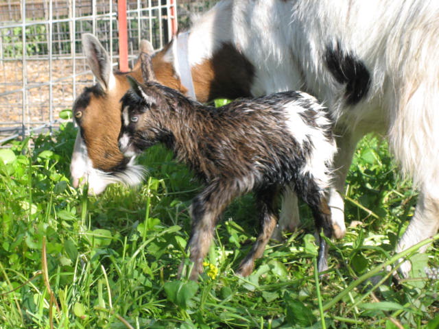 2009-March Dixie&kid004.jpg