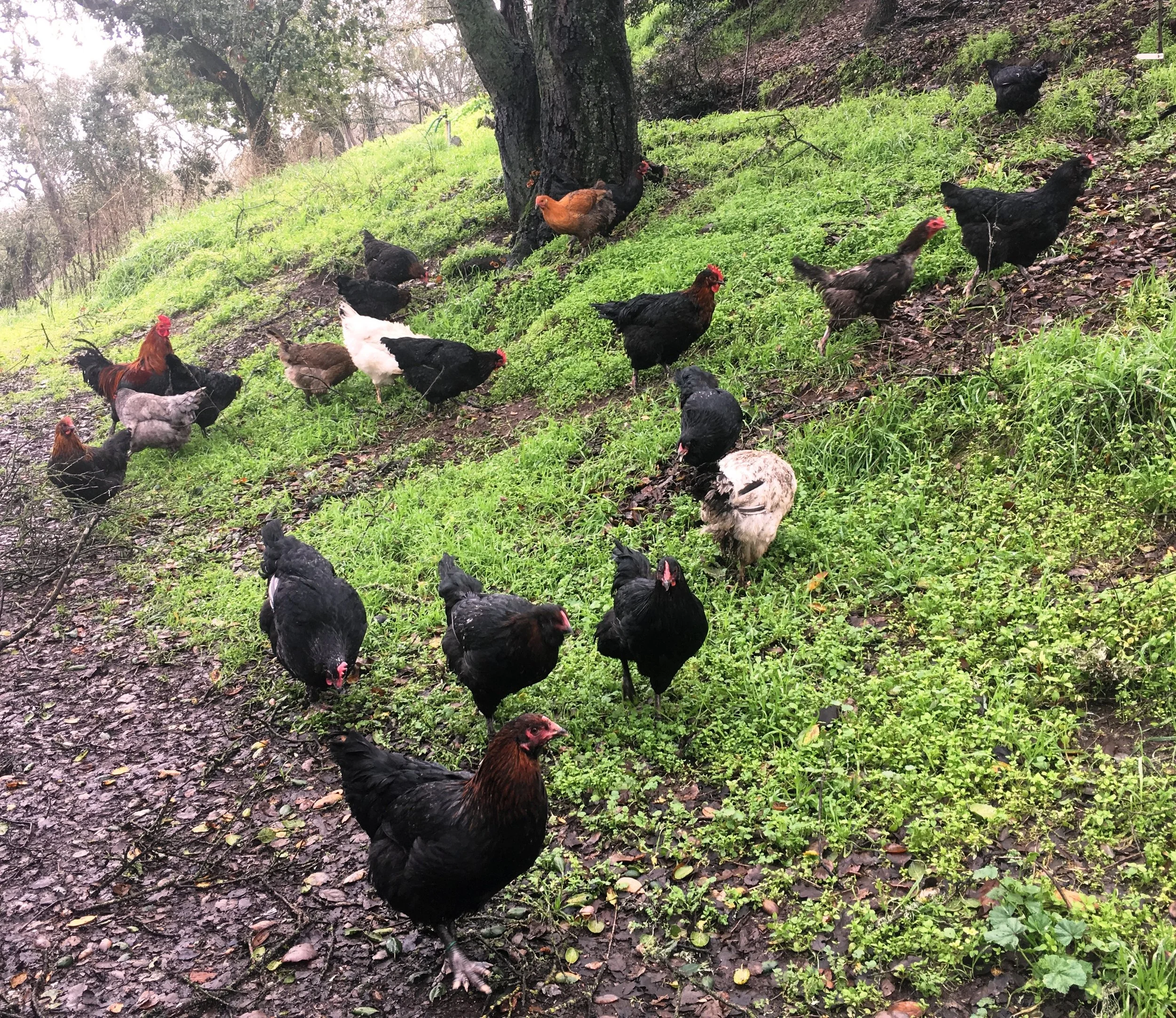 chickens3.JPG