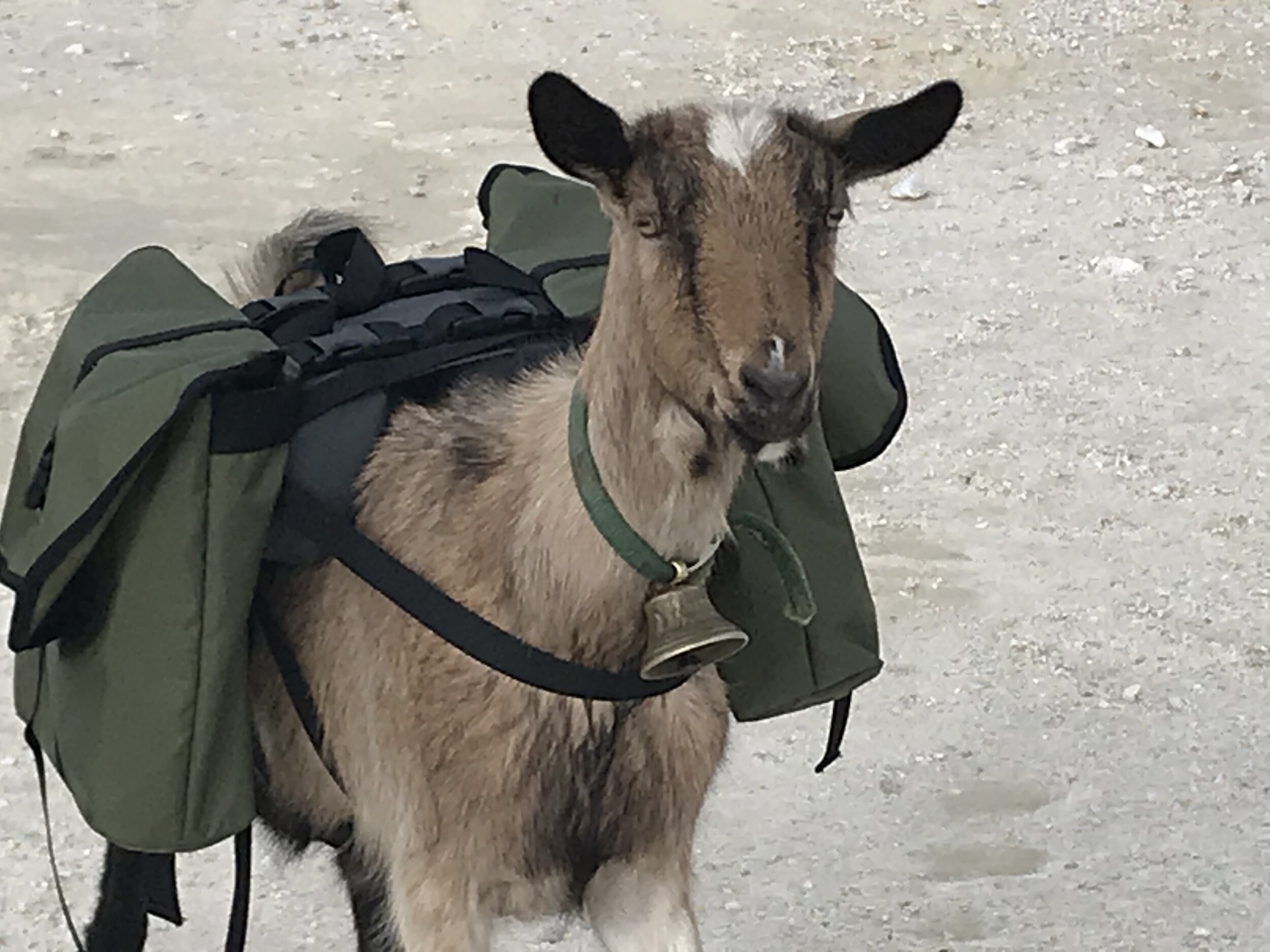 packgoat.jpg