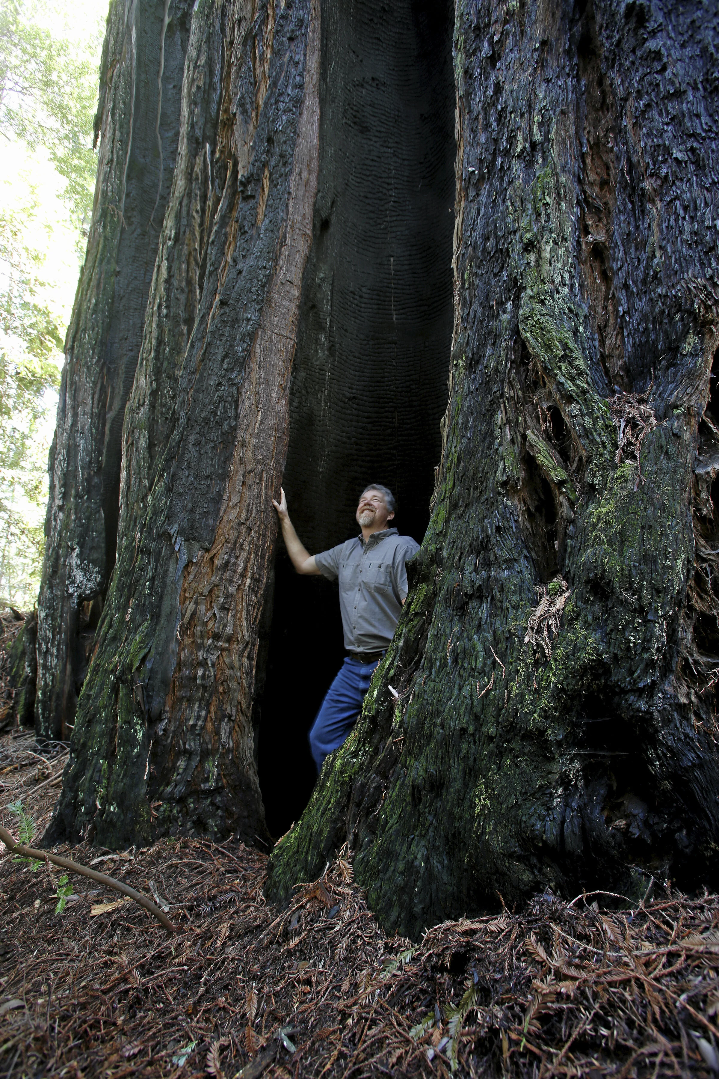 Man_inside_tree.jpg