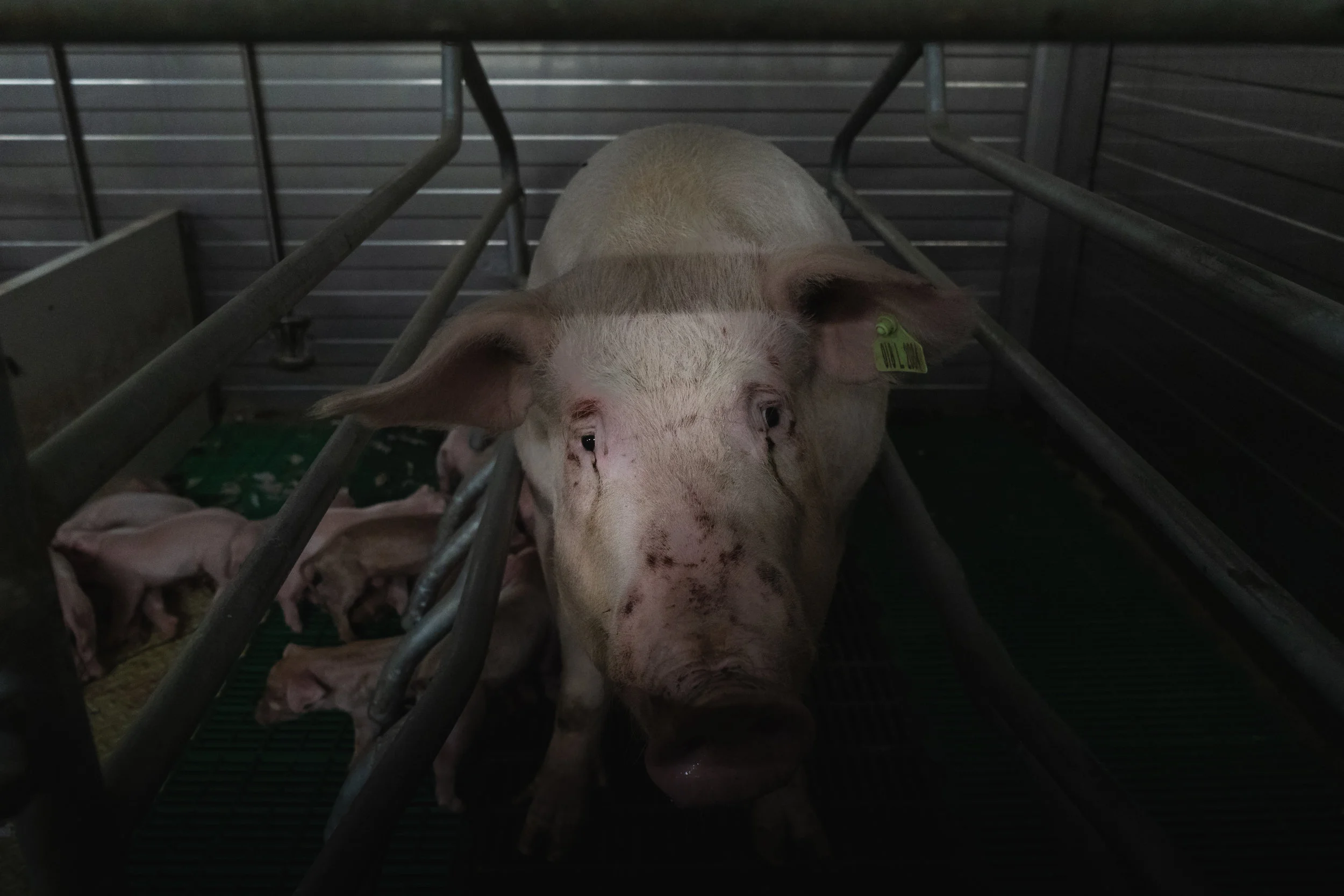 Mothers are held in narrow farrowing crates and restrained there for up to seven weeks.